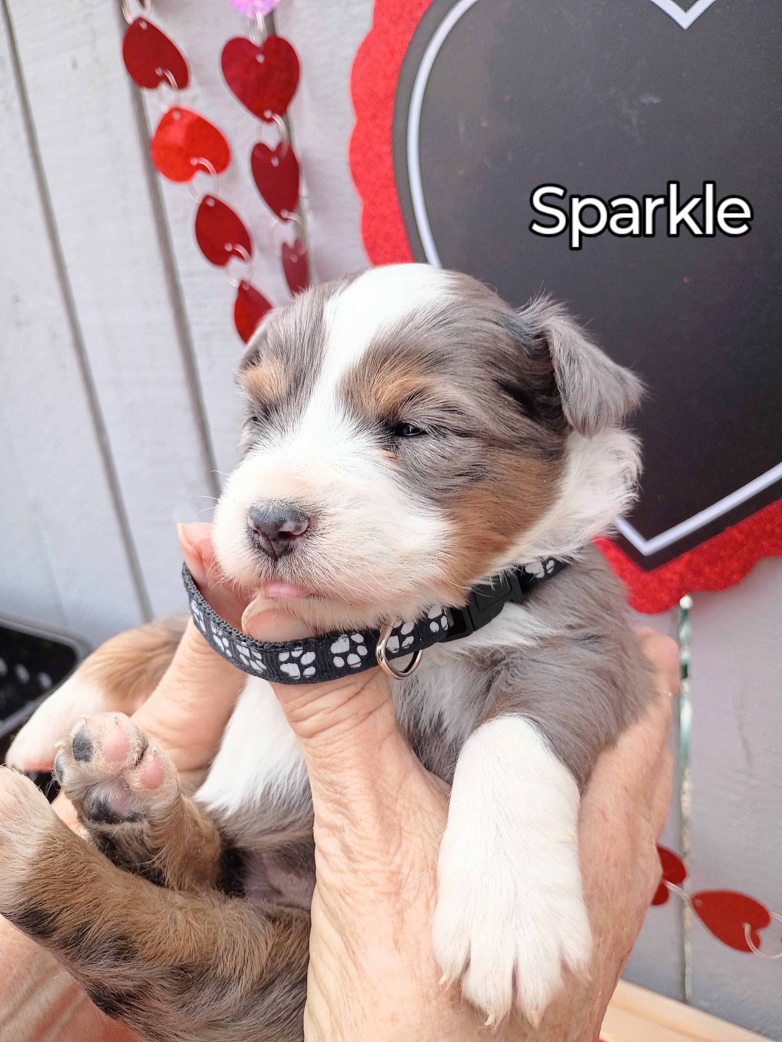 Australian Shepherd Puppy