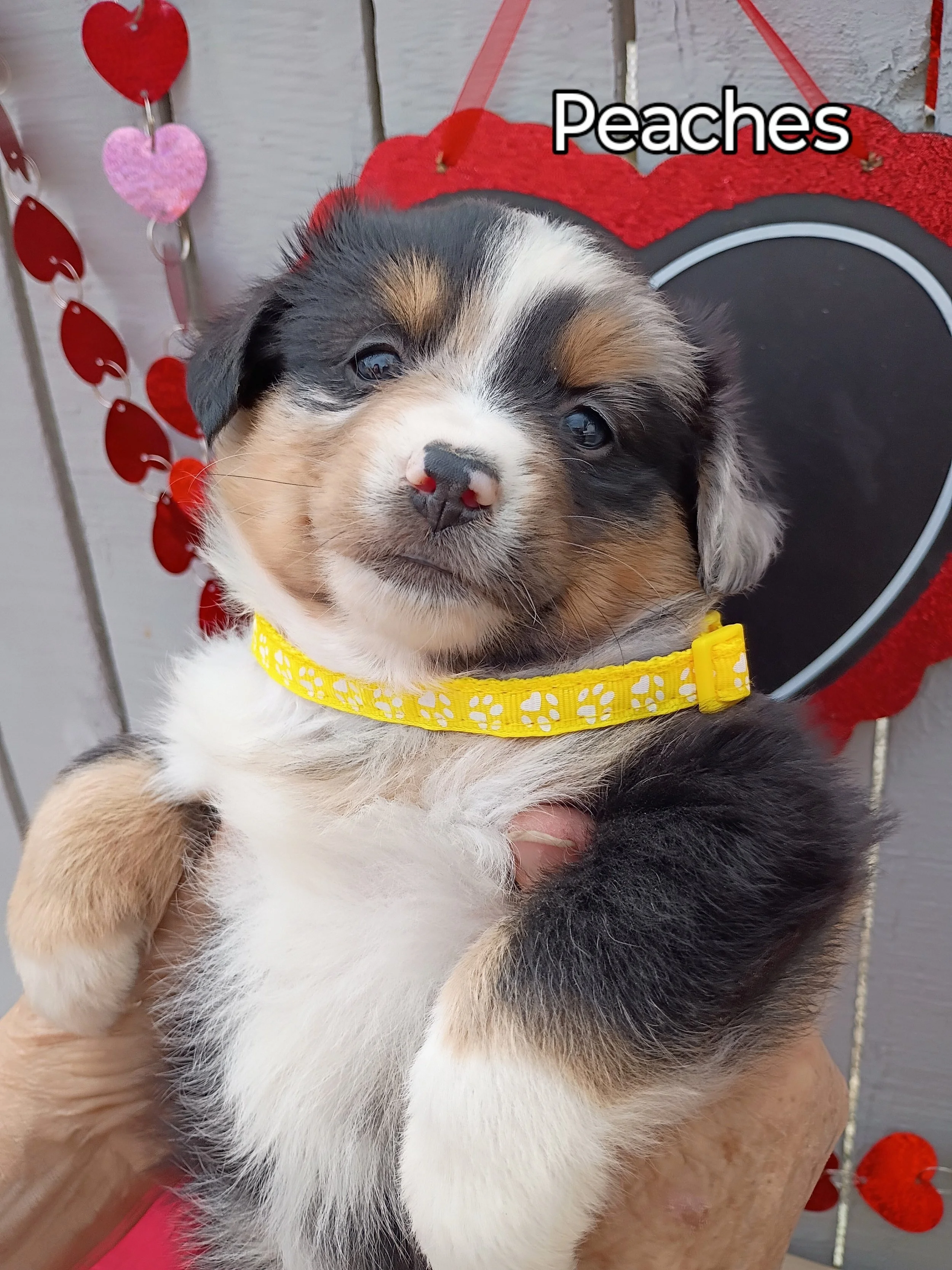 australian shepherd puppy
