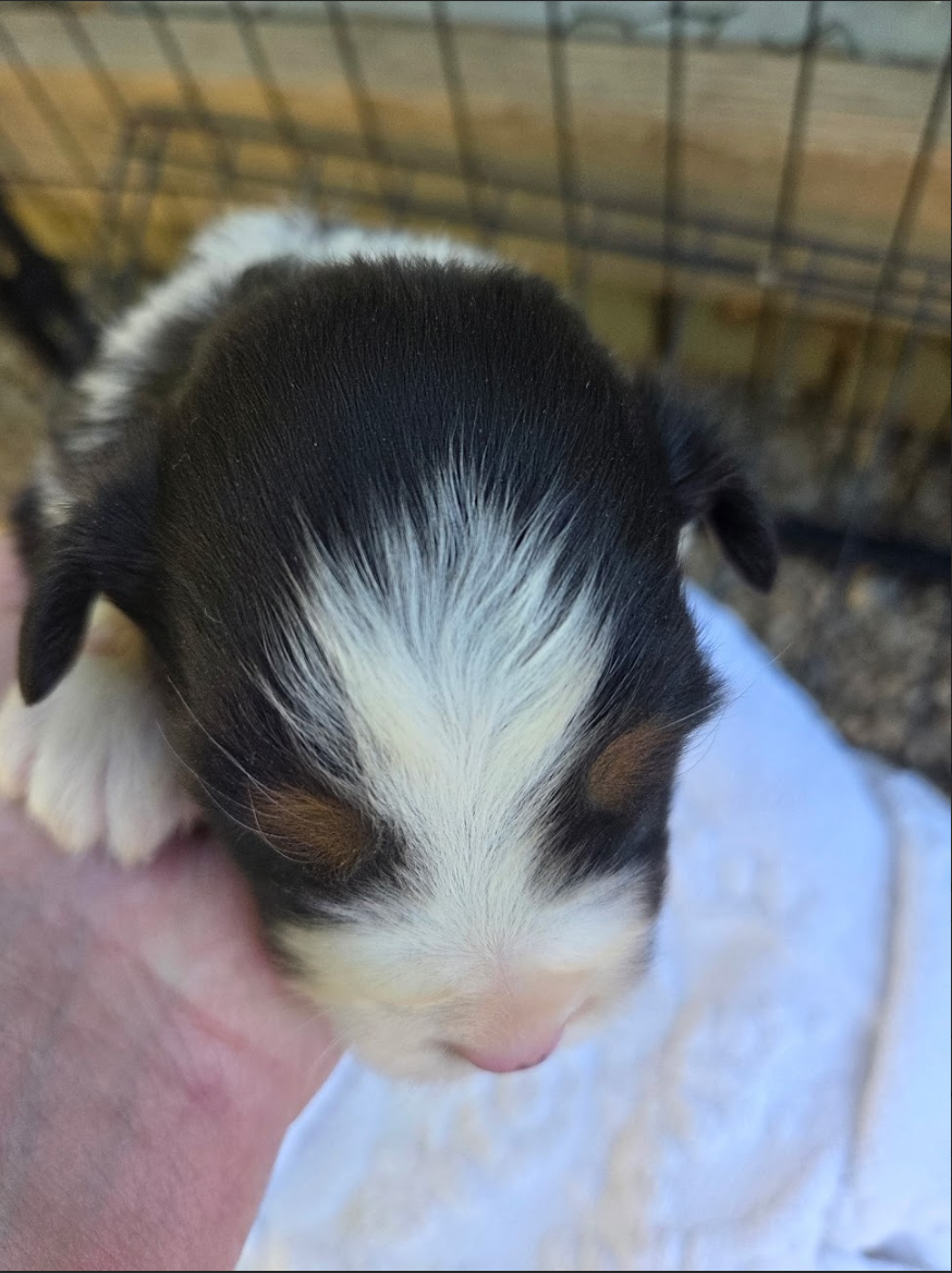 australian shepherd puppy