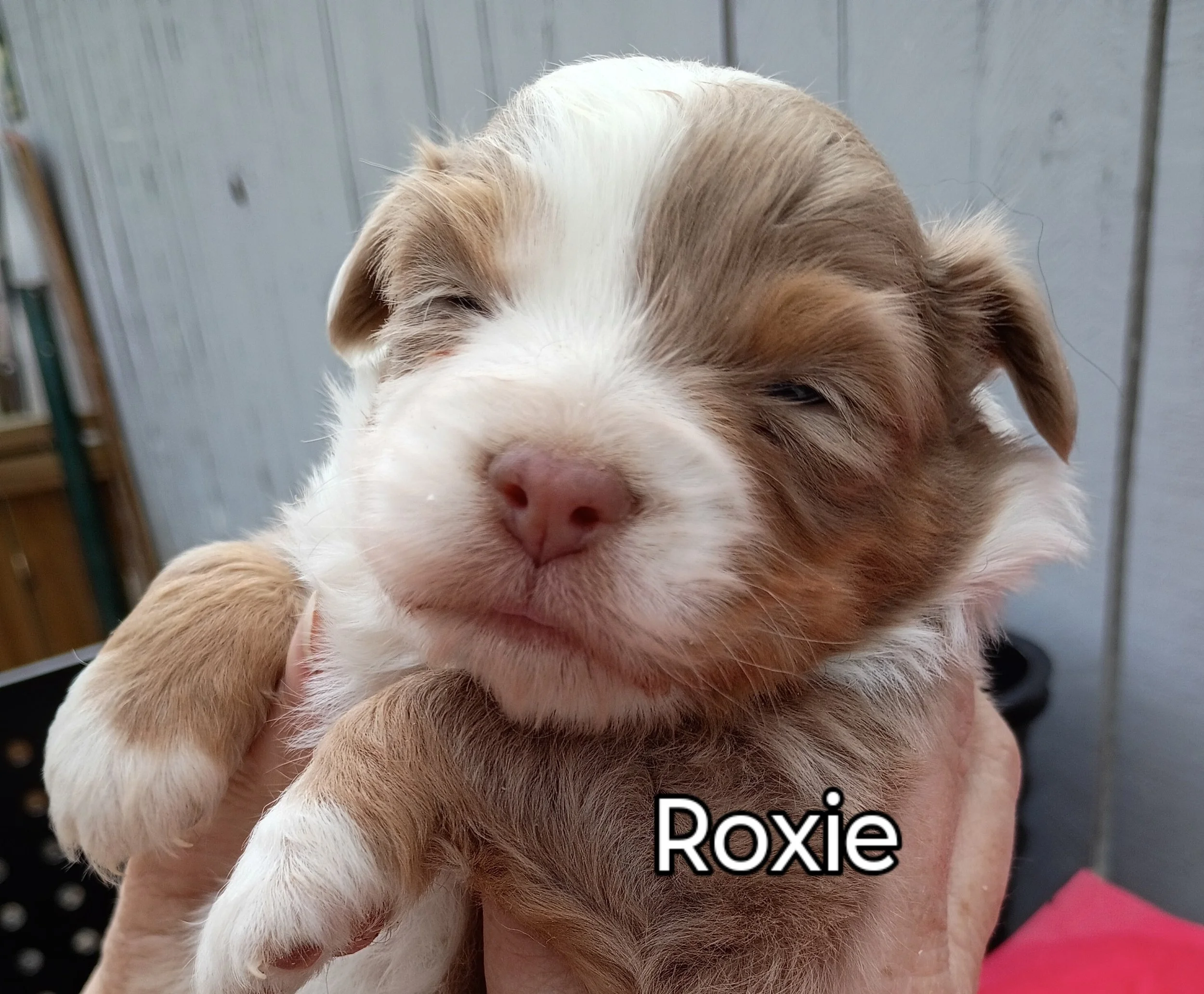 Australian Shepherd Puppy
