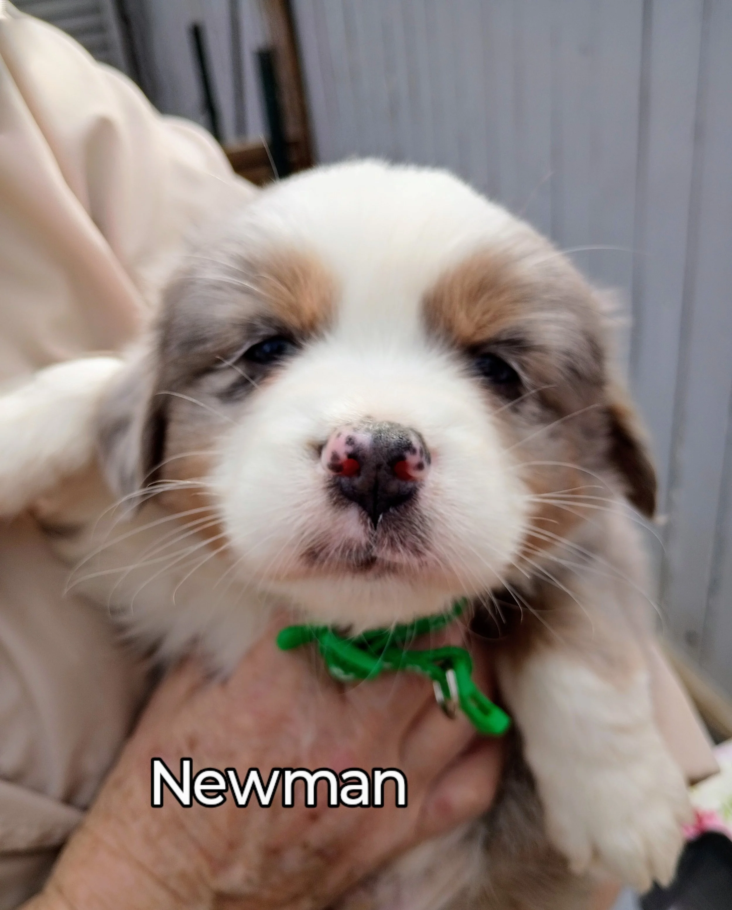 Australian Shepherd Puppy