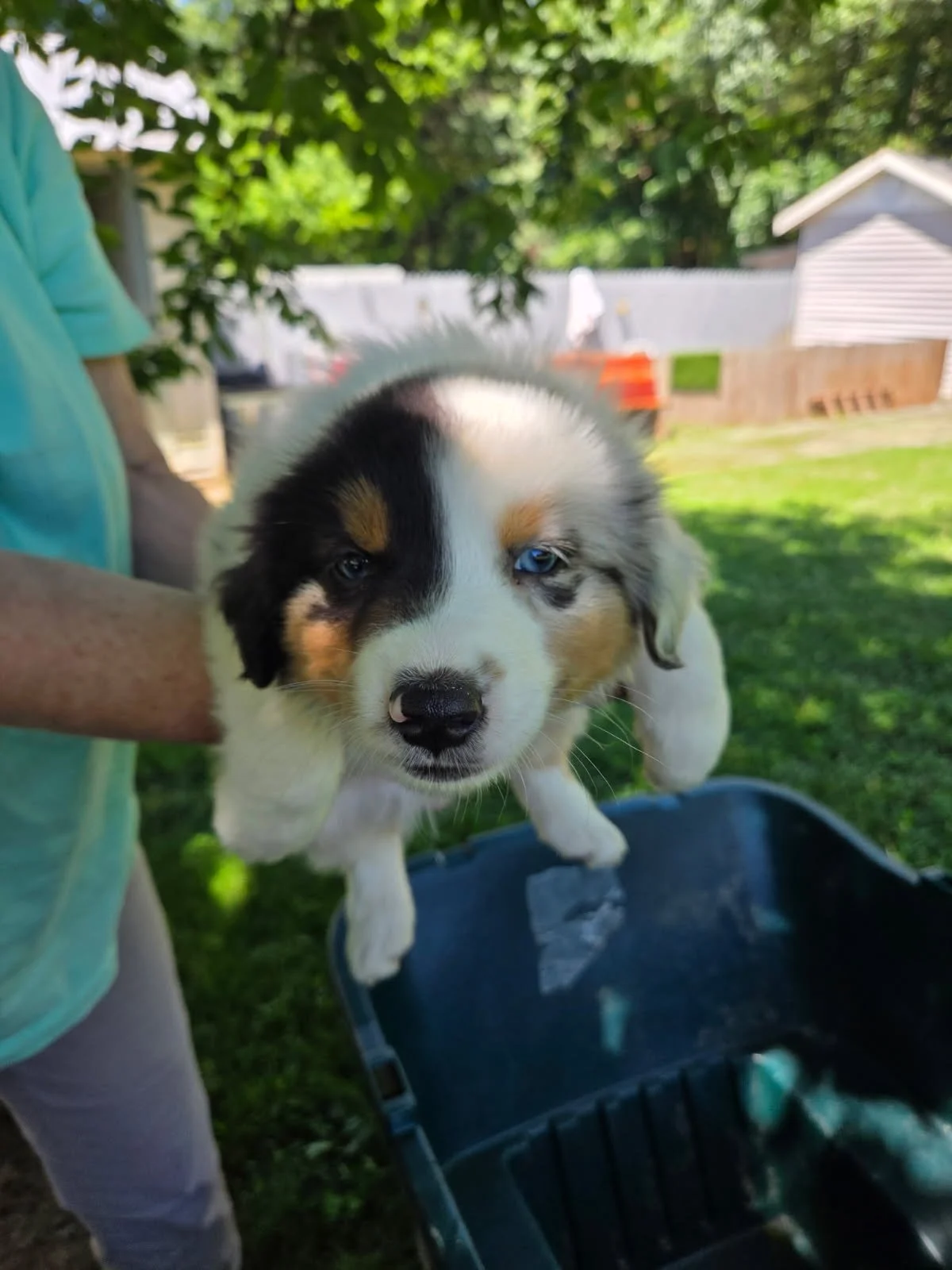 australian shepherd puppy