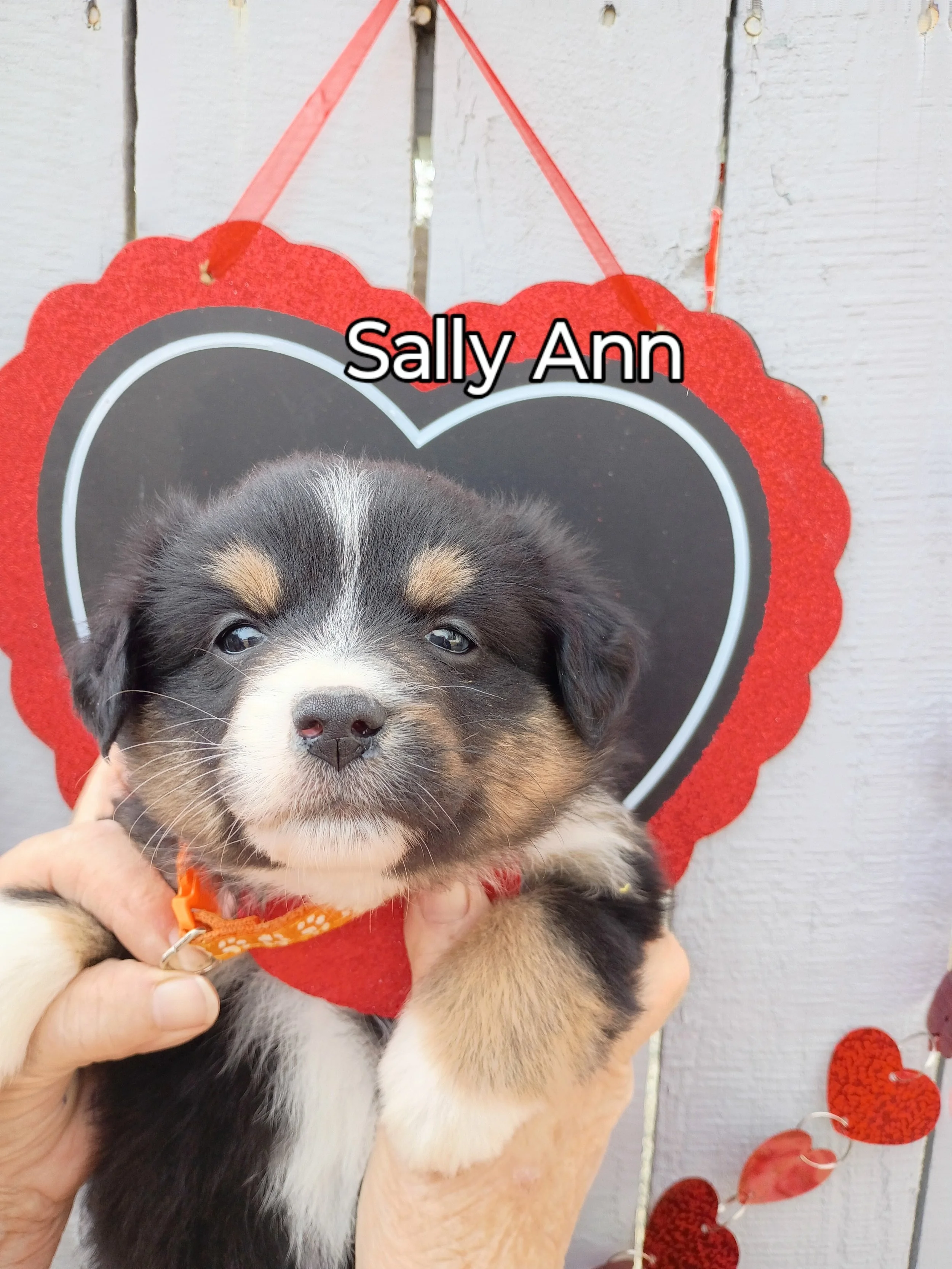 Australian Shephard Puppy