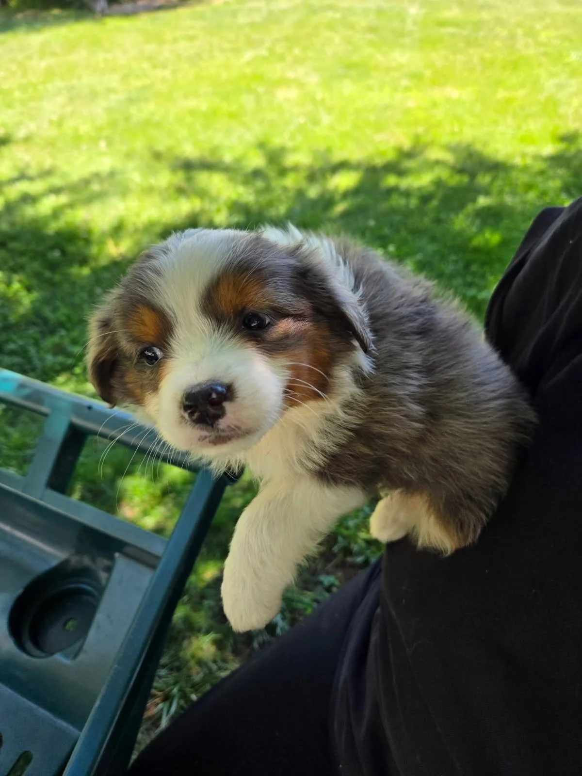 Australian Shepherd Puppy