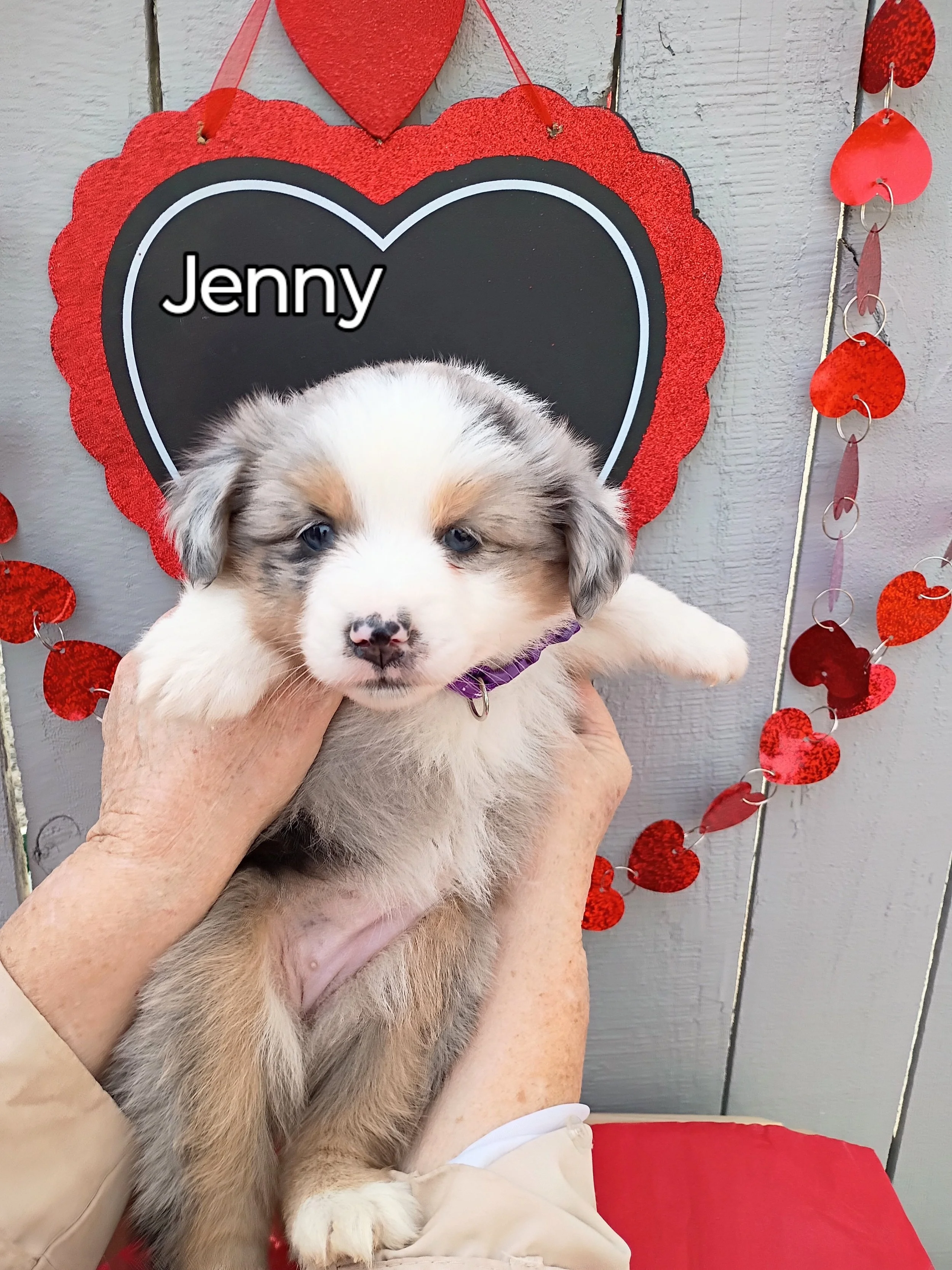 Australian Shepherd Puppy