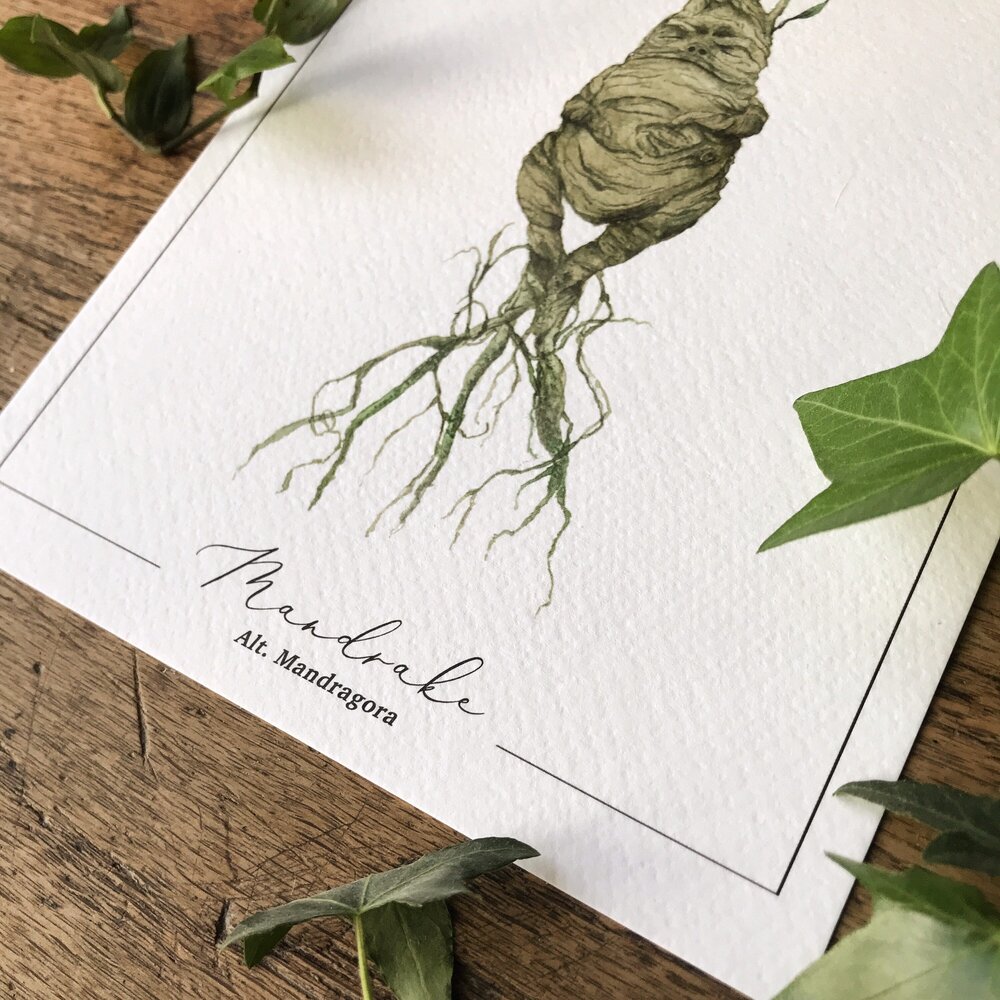 Mandrake prints Botanical illustration A4 -  Portugal