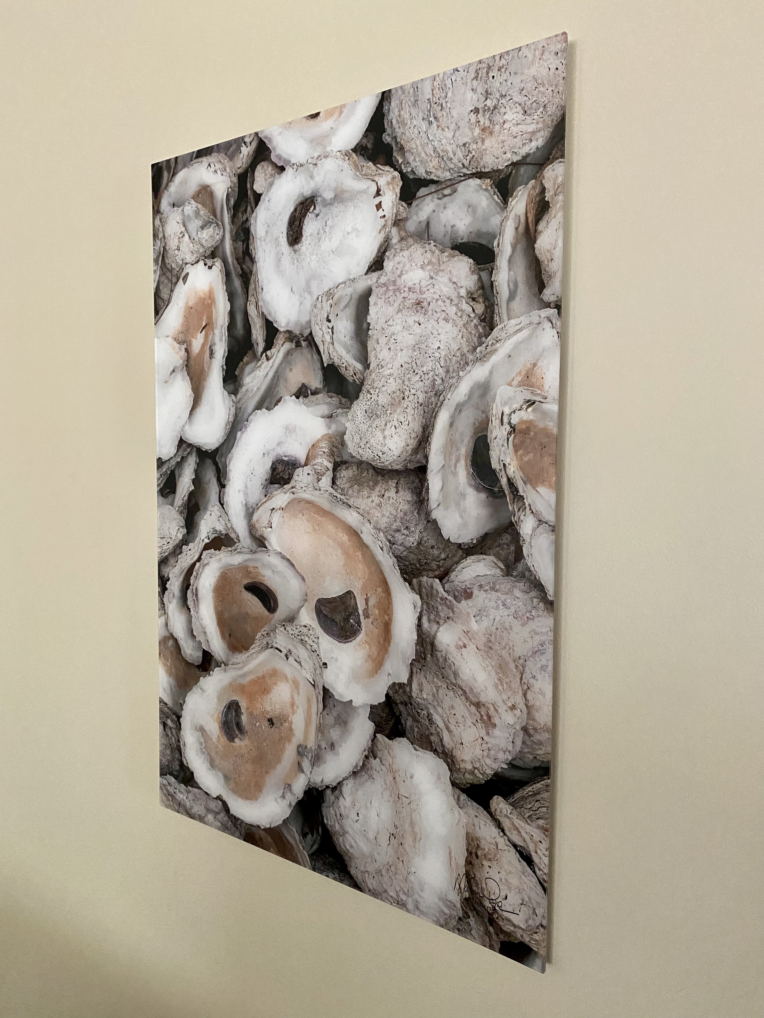 OYSTER SHELLS on 20"x30" Acrylic or Metal