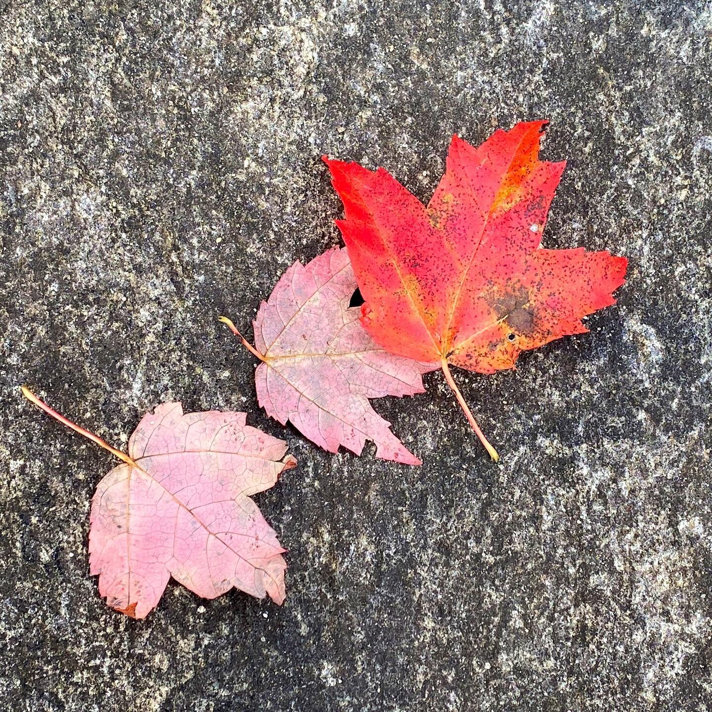 Bright color for a rainy day. 🍁

@brooklynbotanic #brooklynbotanic #cranberrylakepreserve #autumn #fallfoliage