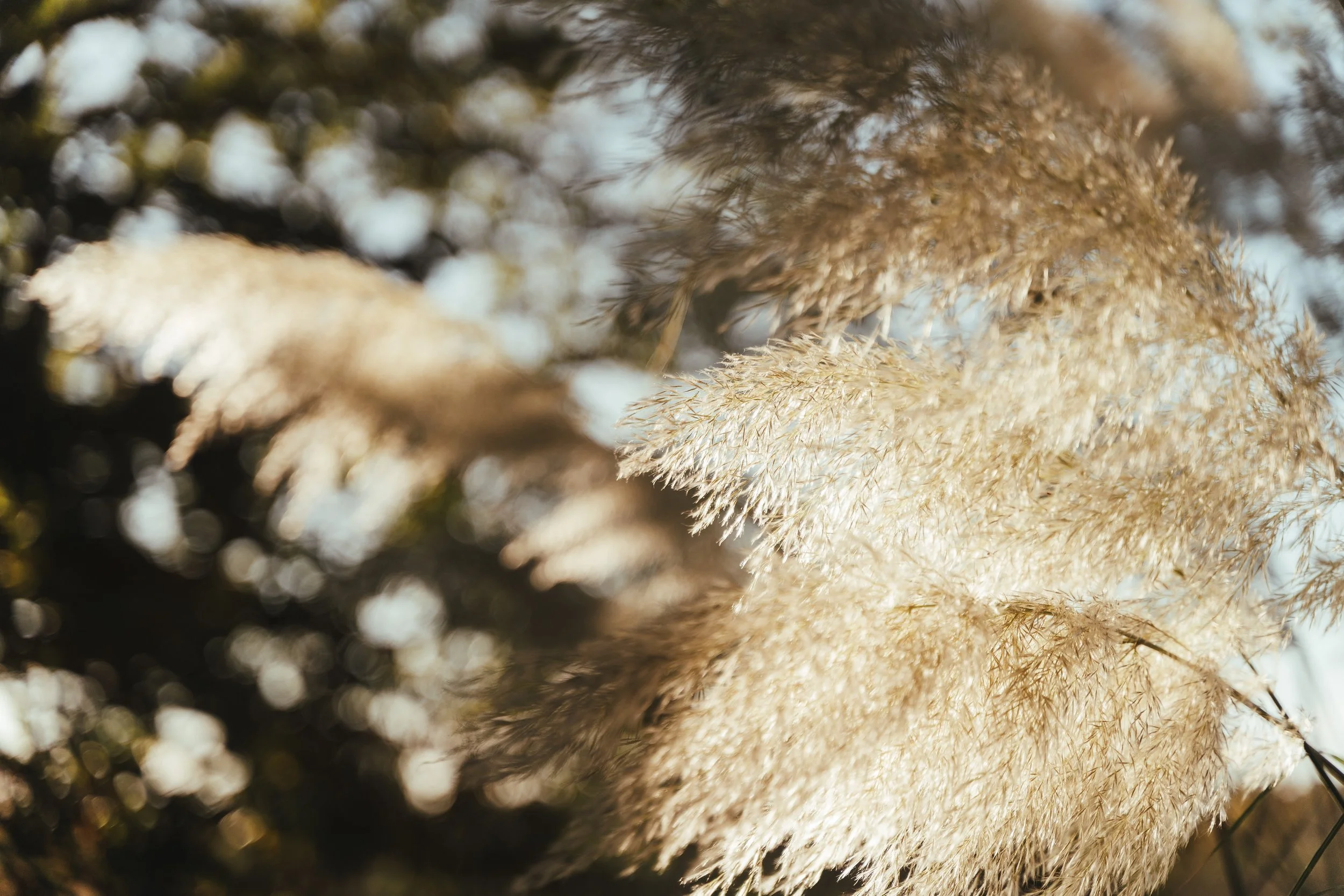 Wellness Retreat Day 