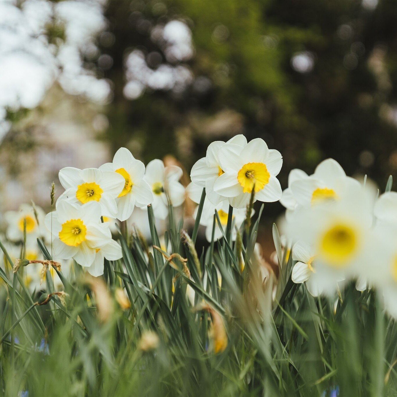 The shelves of our beloved Farm Shop are groaning beneath the weight of the most exceptional Easter eggs you&rsquo;ve ever seen, while the gardens are awash with a joyous riot of daffodils, whose cheer persists despite the rain.

Easter is a special 