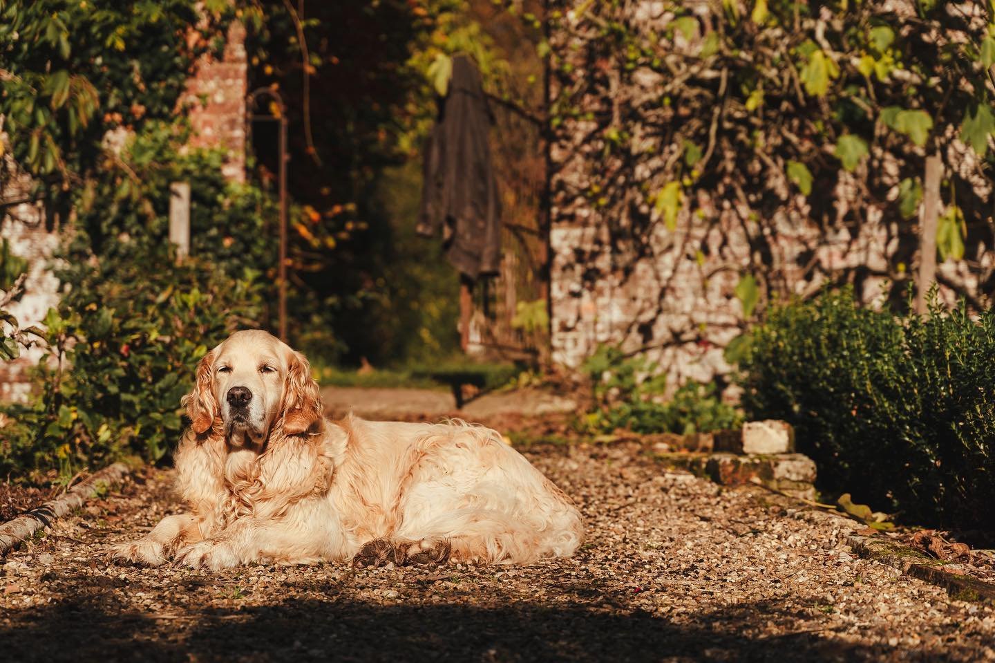 Our darling Lulu has died. She spent yesterday morning happily following me round the garden, in the greenhouse and her usual visit to the shop. A perfect morning for a pretty much perfect dog. The Queen of dogs. 

In the afternoon the condition of h