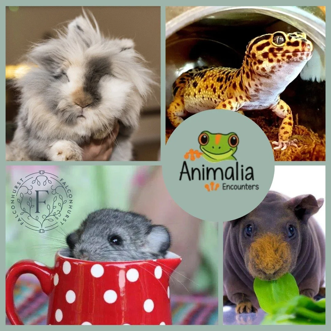 On Monday 20th October, we are delighted to welcome @animaliaencounters  to Falconhurst for a fun, educational and interactive event especially for children.

Naomi from Animalia Encounters will be bringing a selection of animals, including rabbits, 