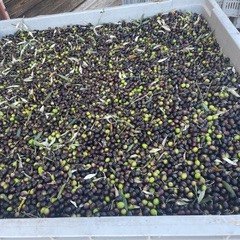 I am looking forward to Piatello Olive Oil arriving at the Markbeech Winter Fair!  Amazingly, these olives are all grown, picked and pressed by Toni Yardley who is lucky enough to have a small patch in the beautiful Tuscan hills that she nurtures.  W