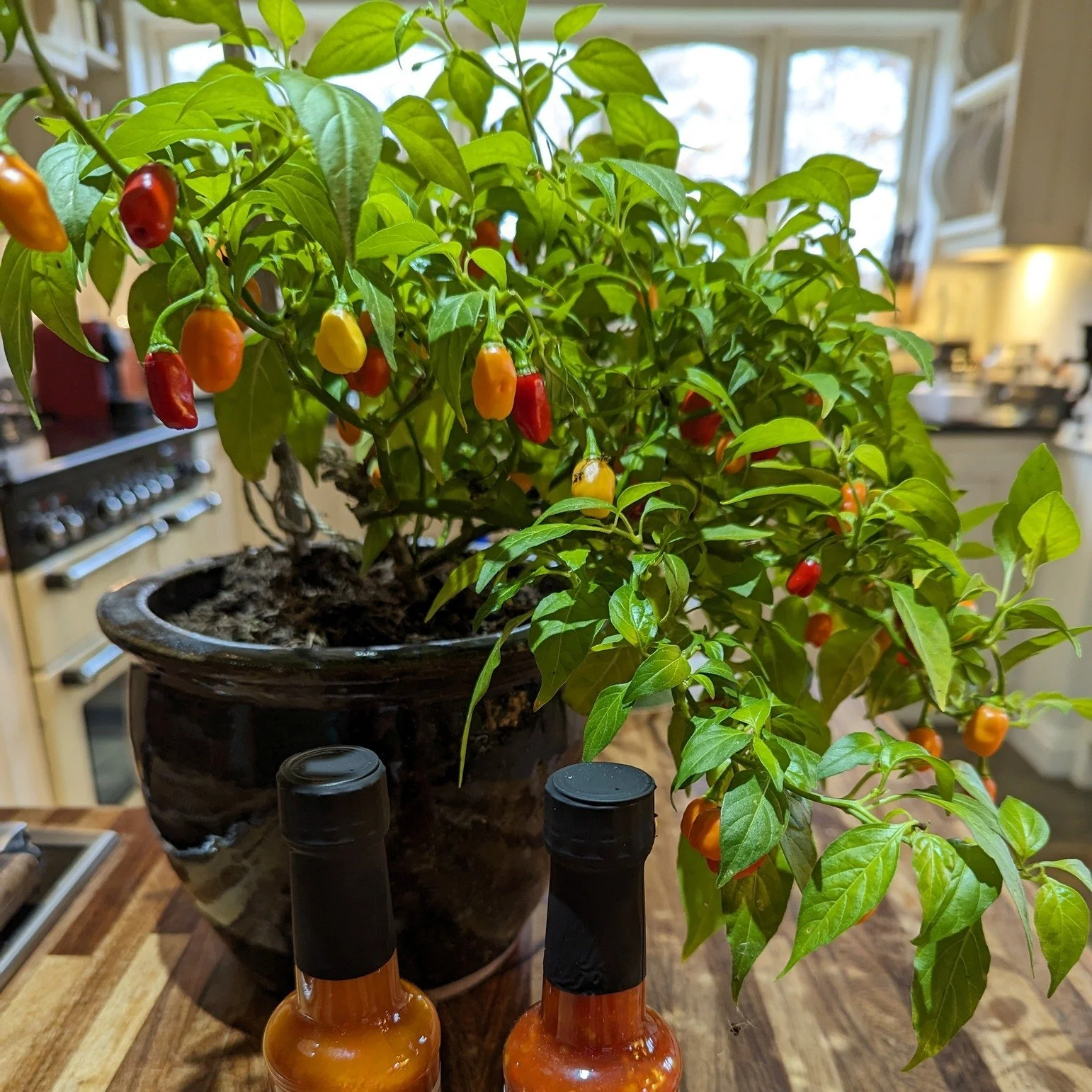 All around the village people are busy making things for the Markbeech Winter Fair.  Christien Mott's Chilli sauce is famous in these parts for livening up a party and only to be found here!  From home grown chillis, Christien steams up his house wit