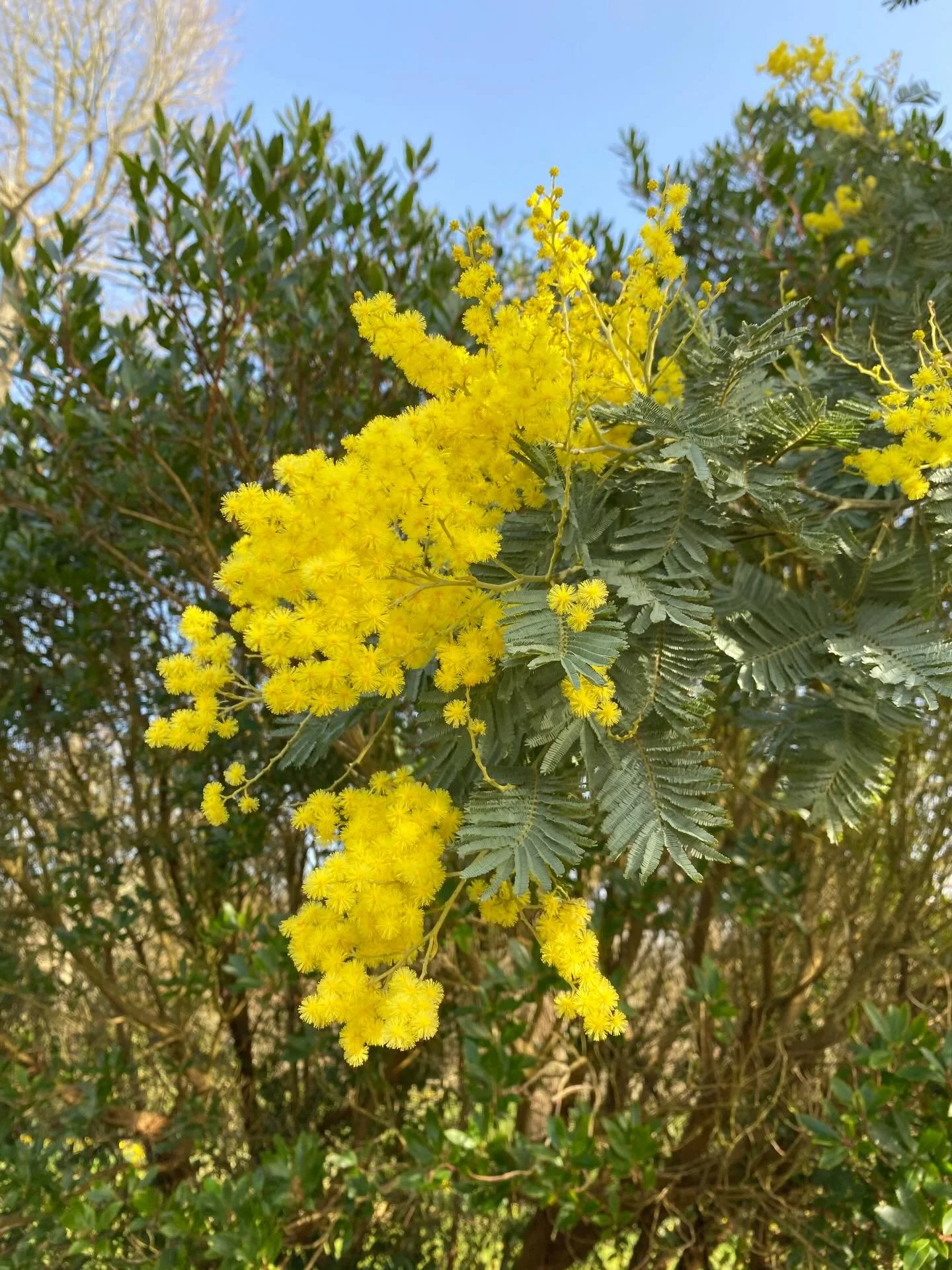 Our Mimosa tree (Acacia dealbata) is looking spectacular! It so often gets frosted just before all the fluffy yellow flowers come out but this year it&rsquo;s amazing. 

It has beautiful greyish, green feathery leaves and is evergreen so even if we m