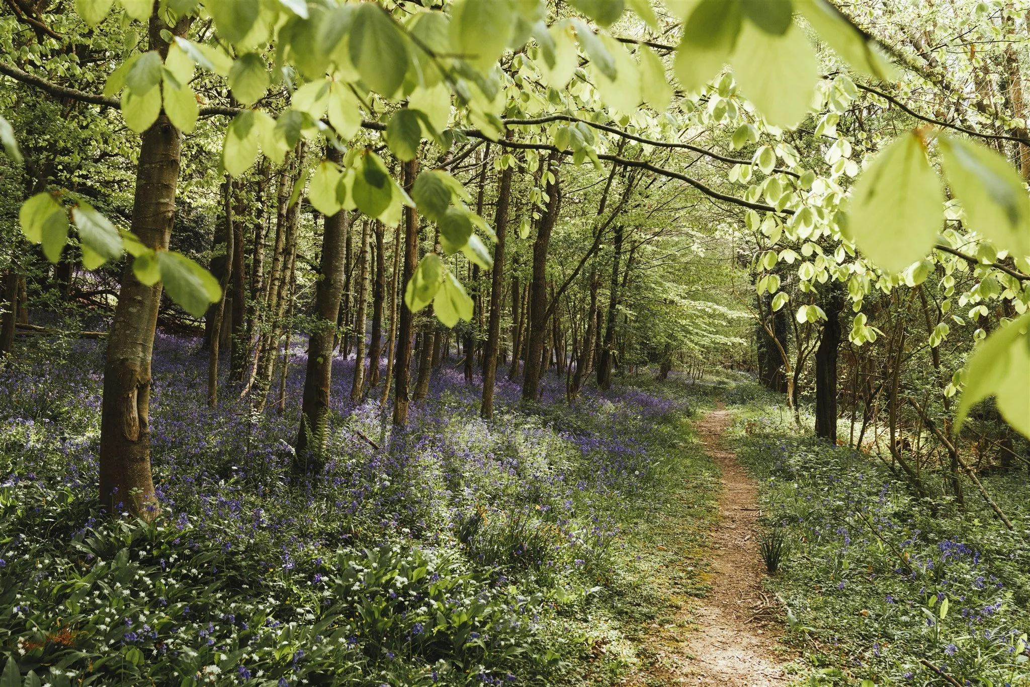 This is the weather we have been waiting for!  Lovely dry sunny days encouraging the buds to open, soil to dry out and creating new growth all around us. 

Hole Cottage is our dear little house in the middle of the woods along The Station Path and su