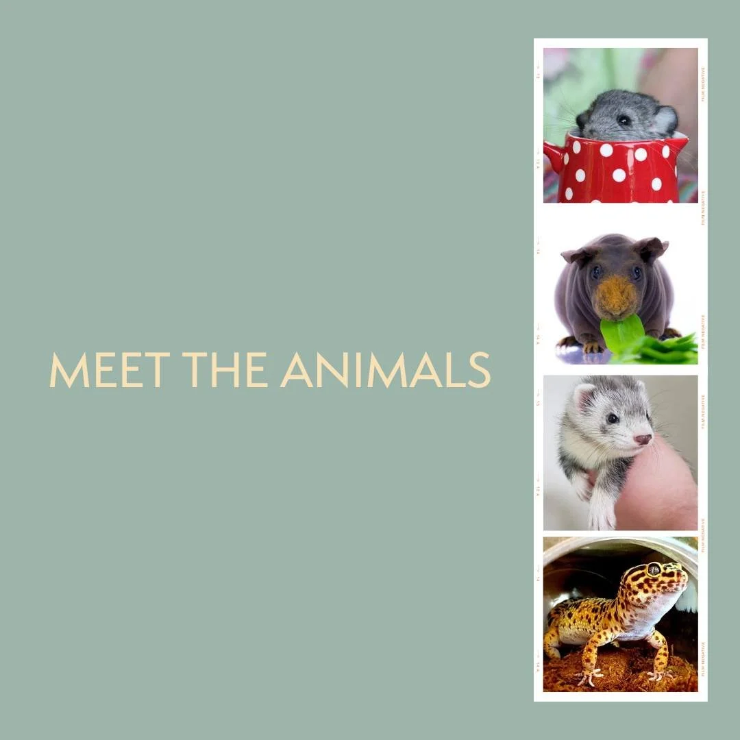 Monday 13th April.

Naomi from Animalia Encounters  returns to Falconhurst with her popular animal encounters workshop! This fun and interactive event allows children to meet and hold a variety of animals including rabbits, guinea pigs, snakes and ot