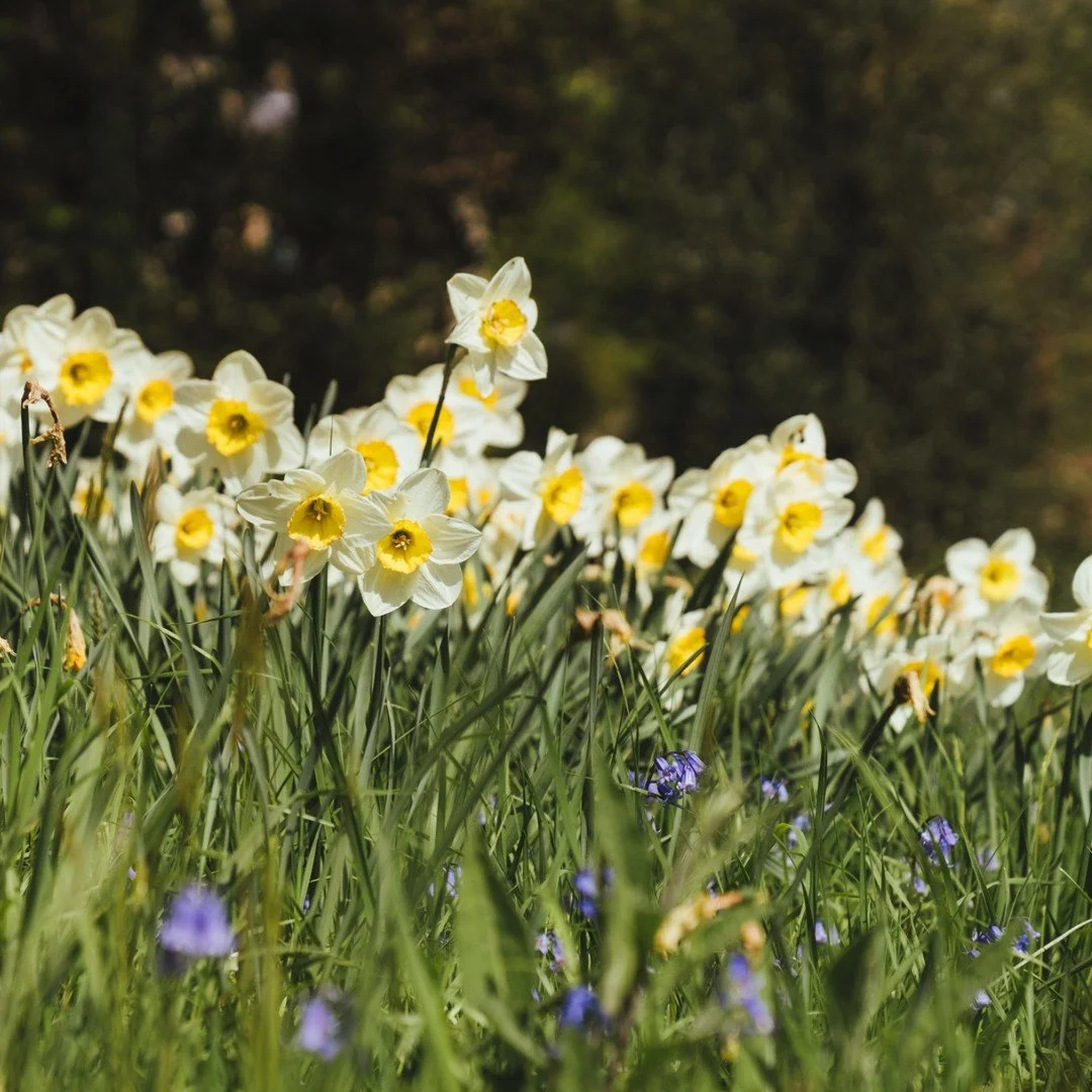 Easter Egg Hunt in the Garden, until Saturday 18th April.

Can you spot the 10 Easter Eggs and Easter Bunny hidden in the garden? Mark them all on your map and return to the Farm Shop for your prize! Colour your own Easter decoration and hang it in t