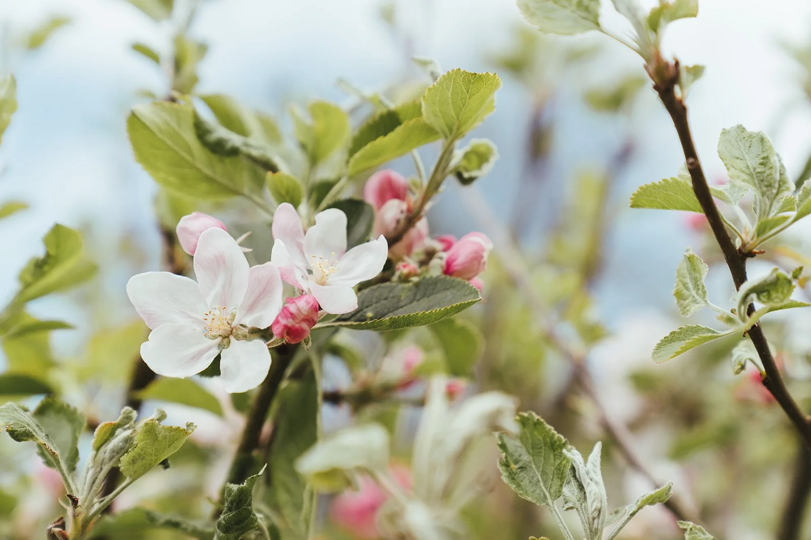 Falconhurst Spring-74.jpg