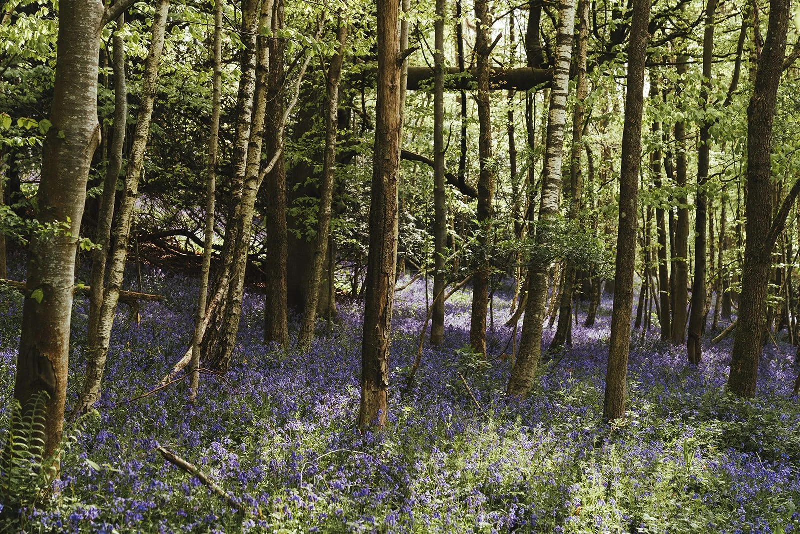 Falconhurst Spring-3.jpg