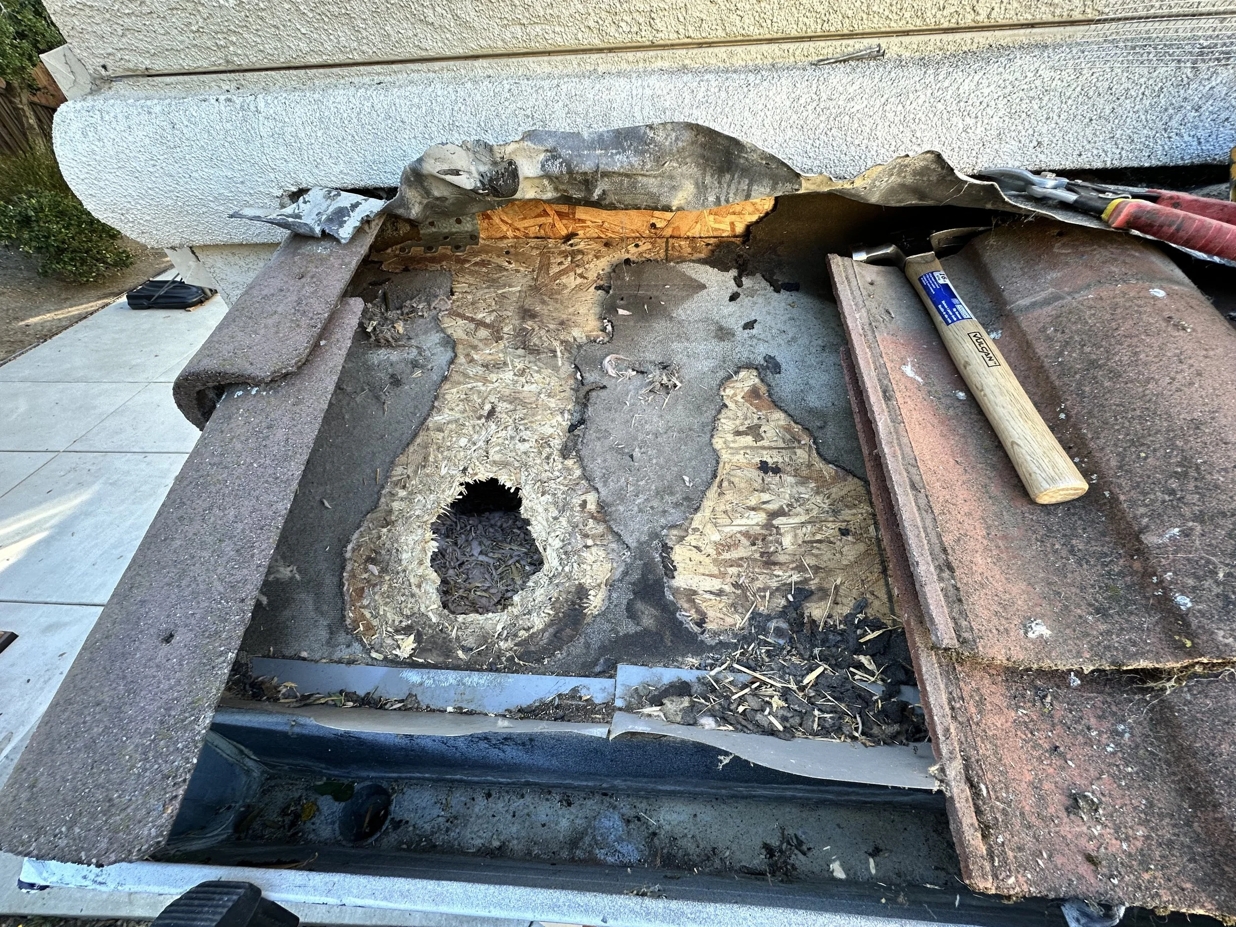 10 signs you have RODENTS! 