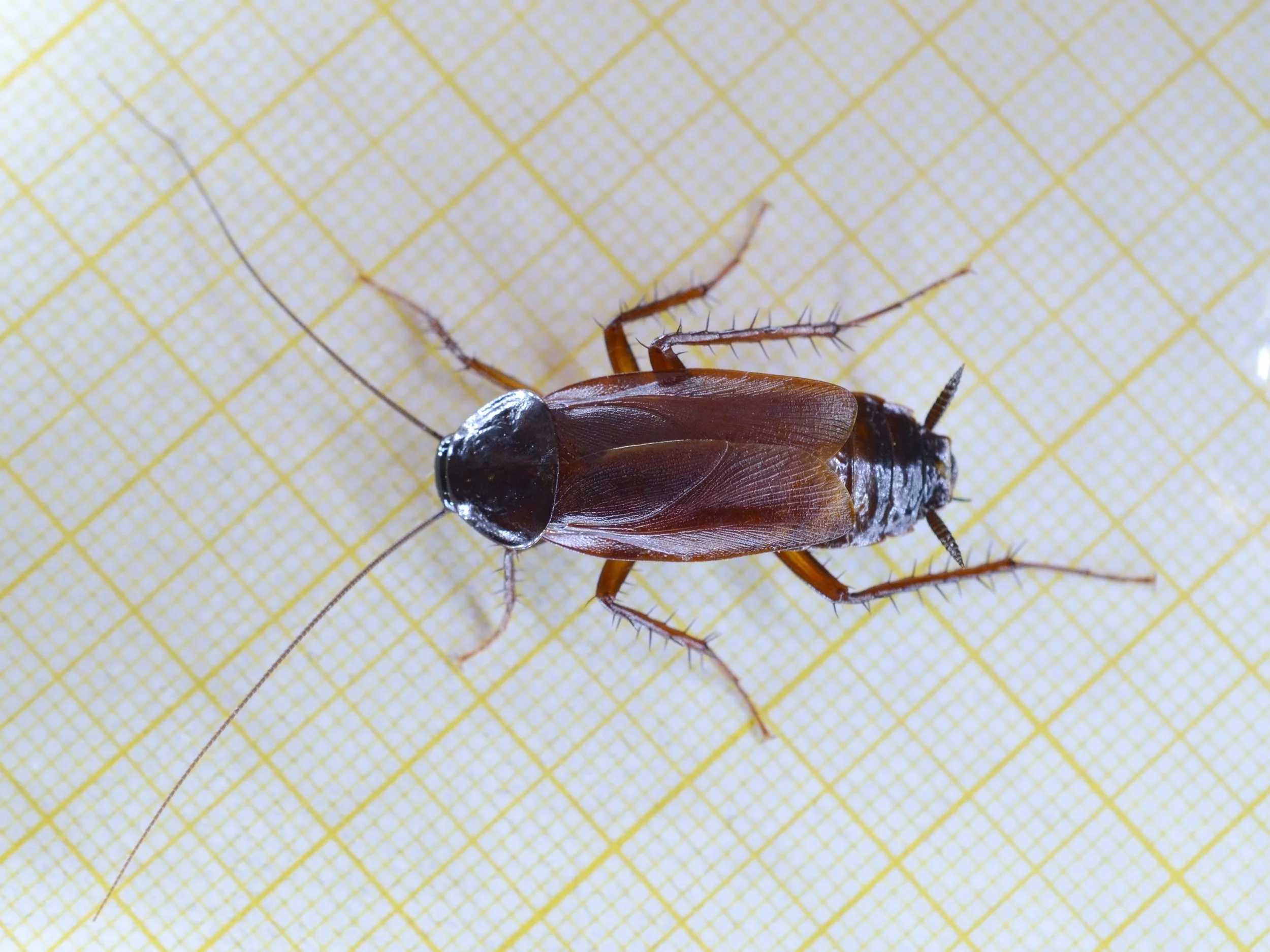 Treating Oriental Roaches in Napa, CA: What Homeowners Need to Know