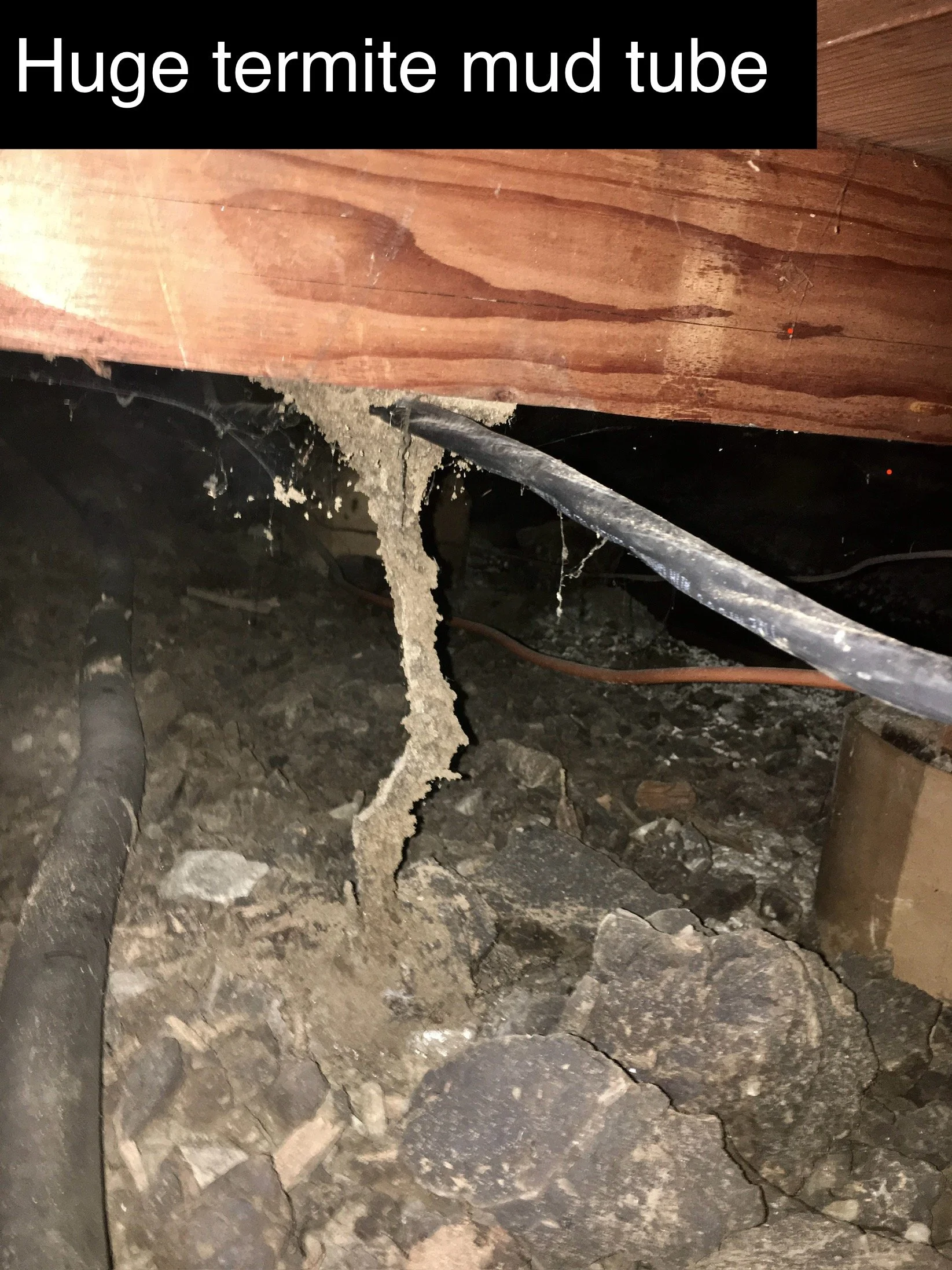 How to Spot Signs of Subterranean Termites in Napa &amp; the Bay Area