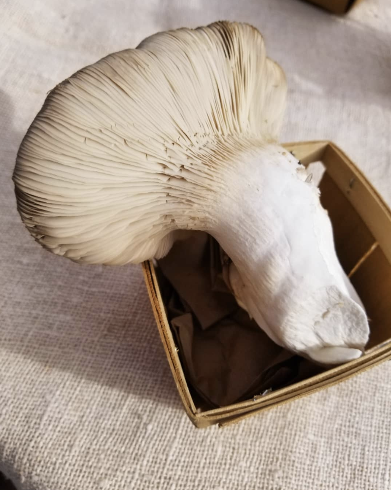 Oklahoma Mushroom Company Collinsville, Okla.