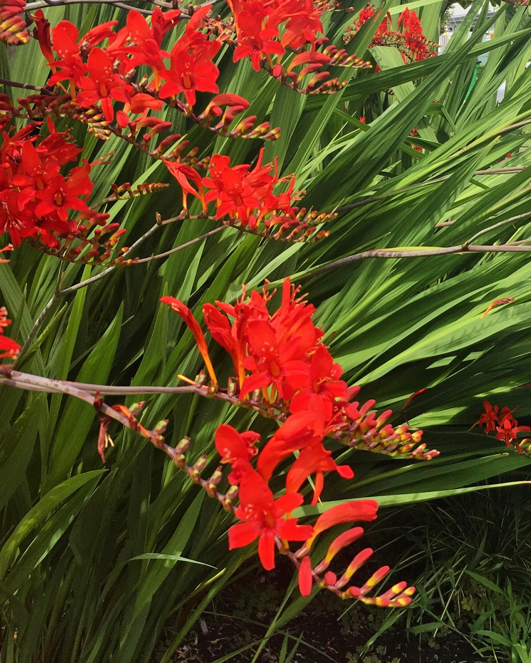 THE Relationship...Flowering...