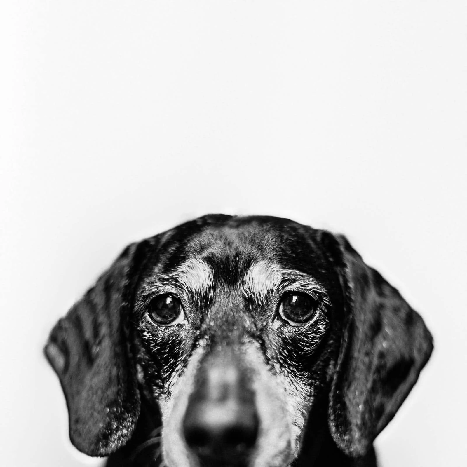Pets