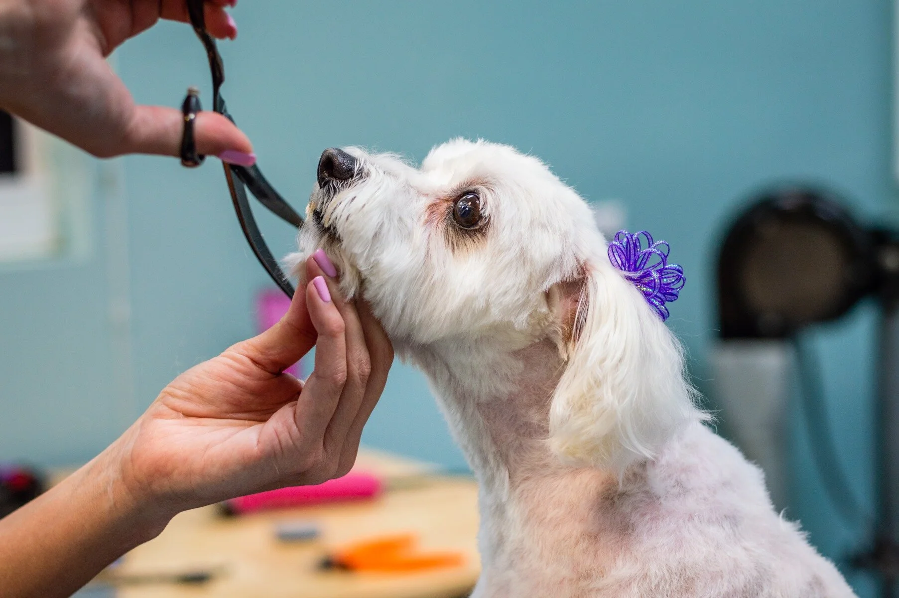 Grooming — My Dog's Hair Salon