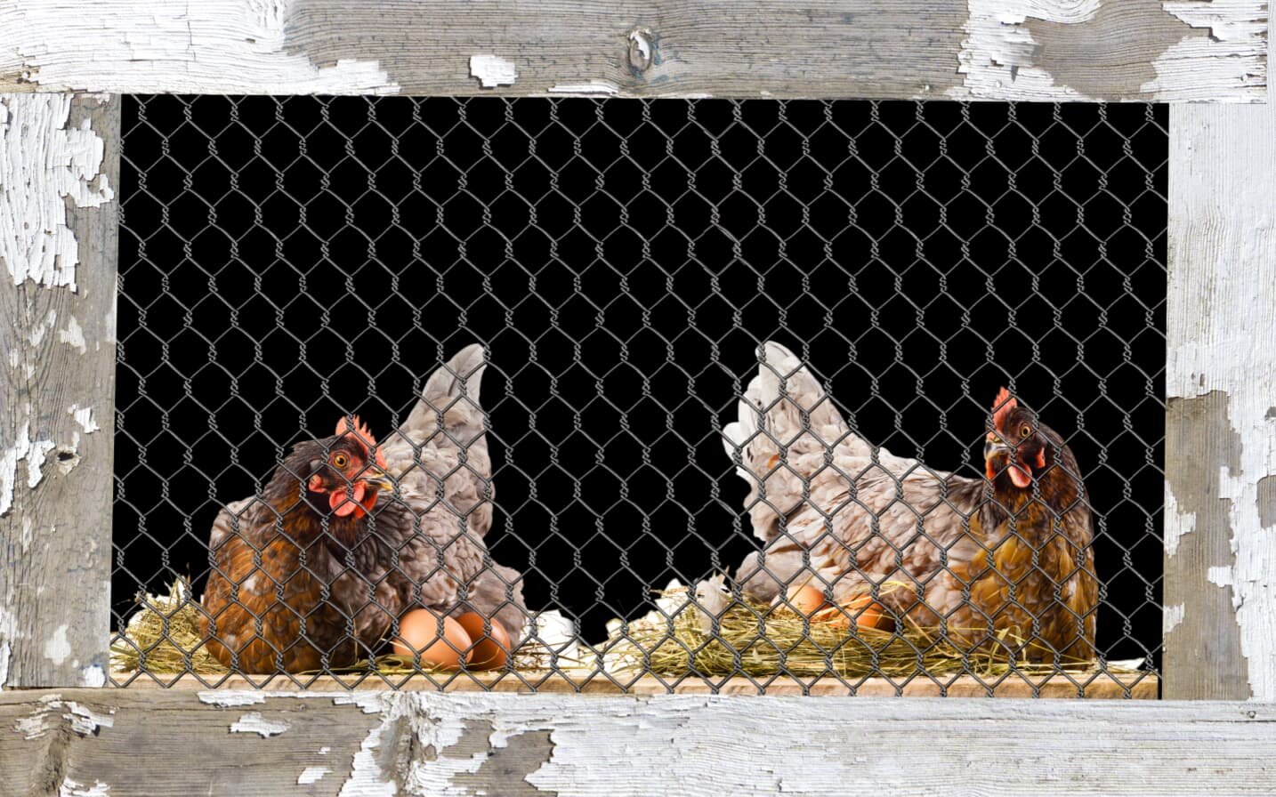 Chicken Coop Rustic Refrigerator Wrap, Close up 2