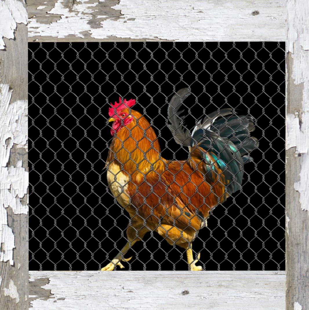 Chicken Coop (Rooster) Custom Printed Vinyl Dishwasher Wrap