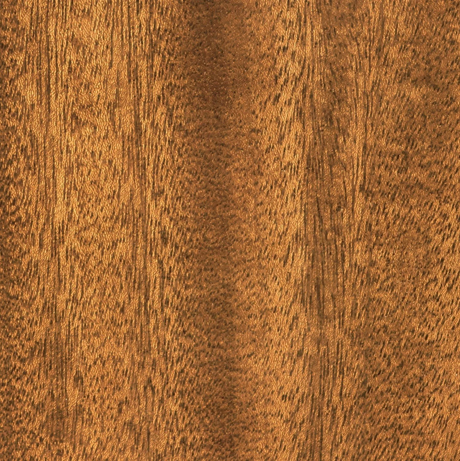 American Elm_Close Up.jpg