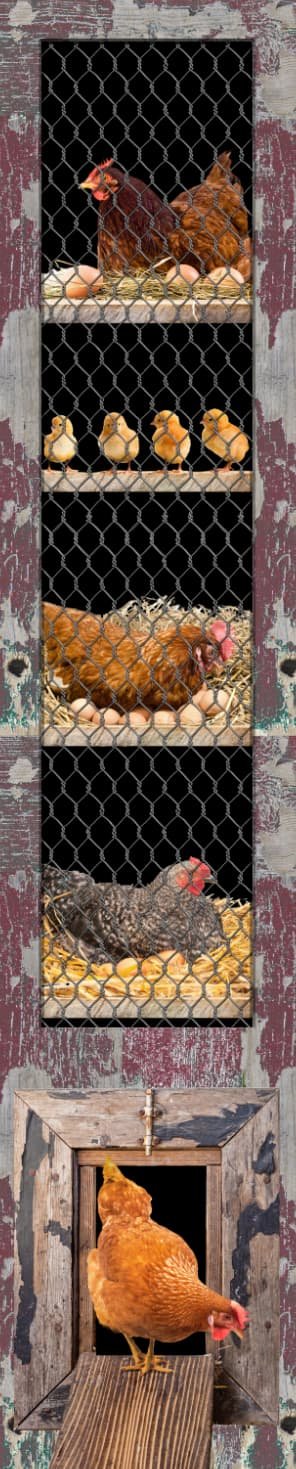 Long Chicken Leaving the Coop Custom Printed Door Wrap