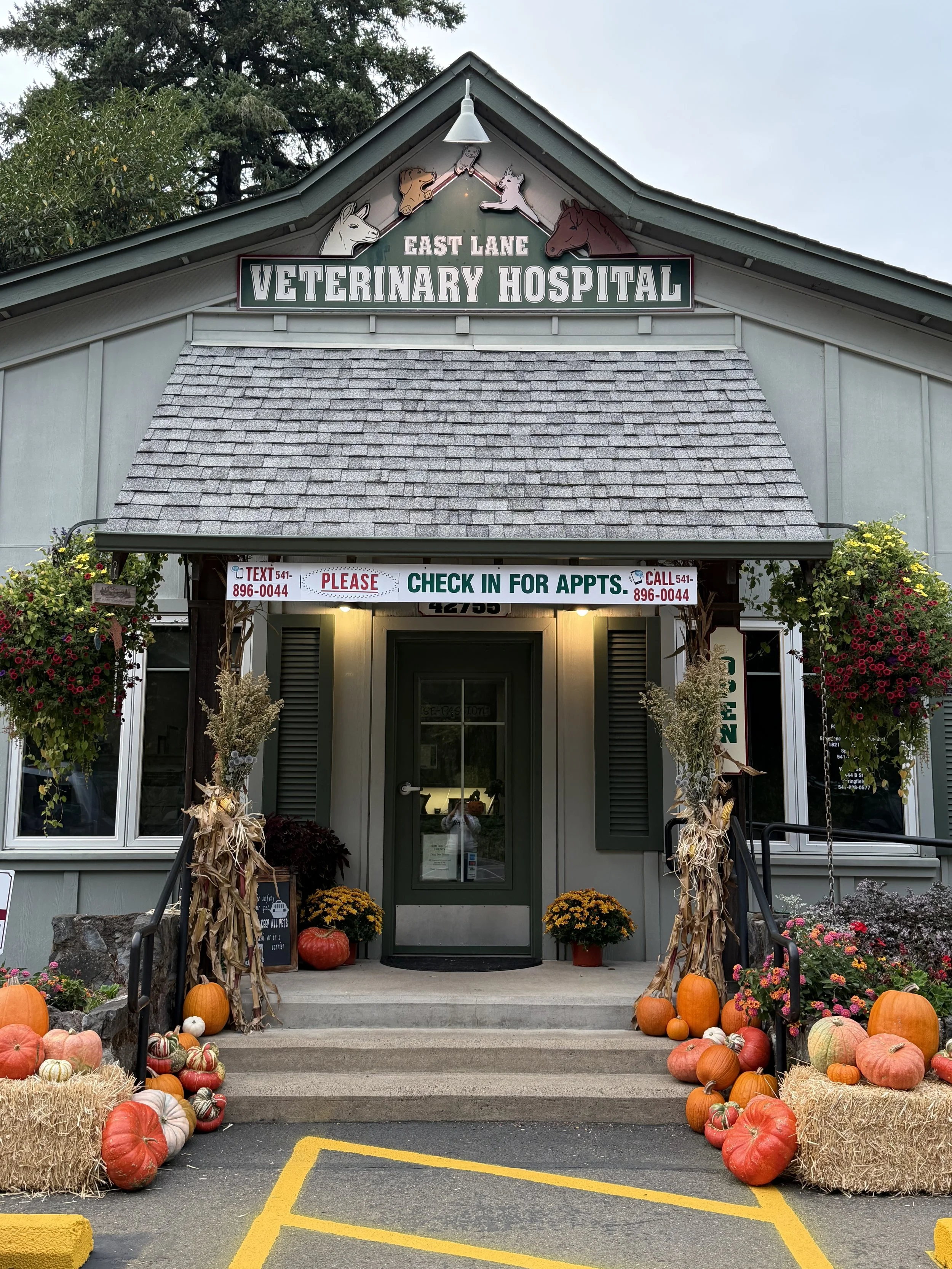 pumpkin display 4.jpeg