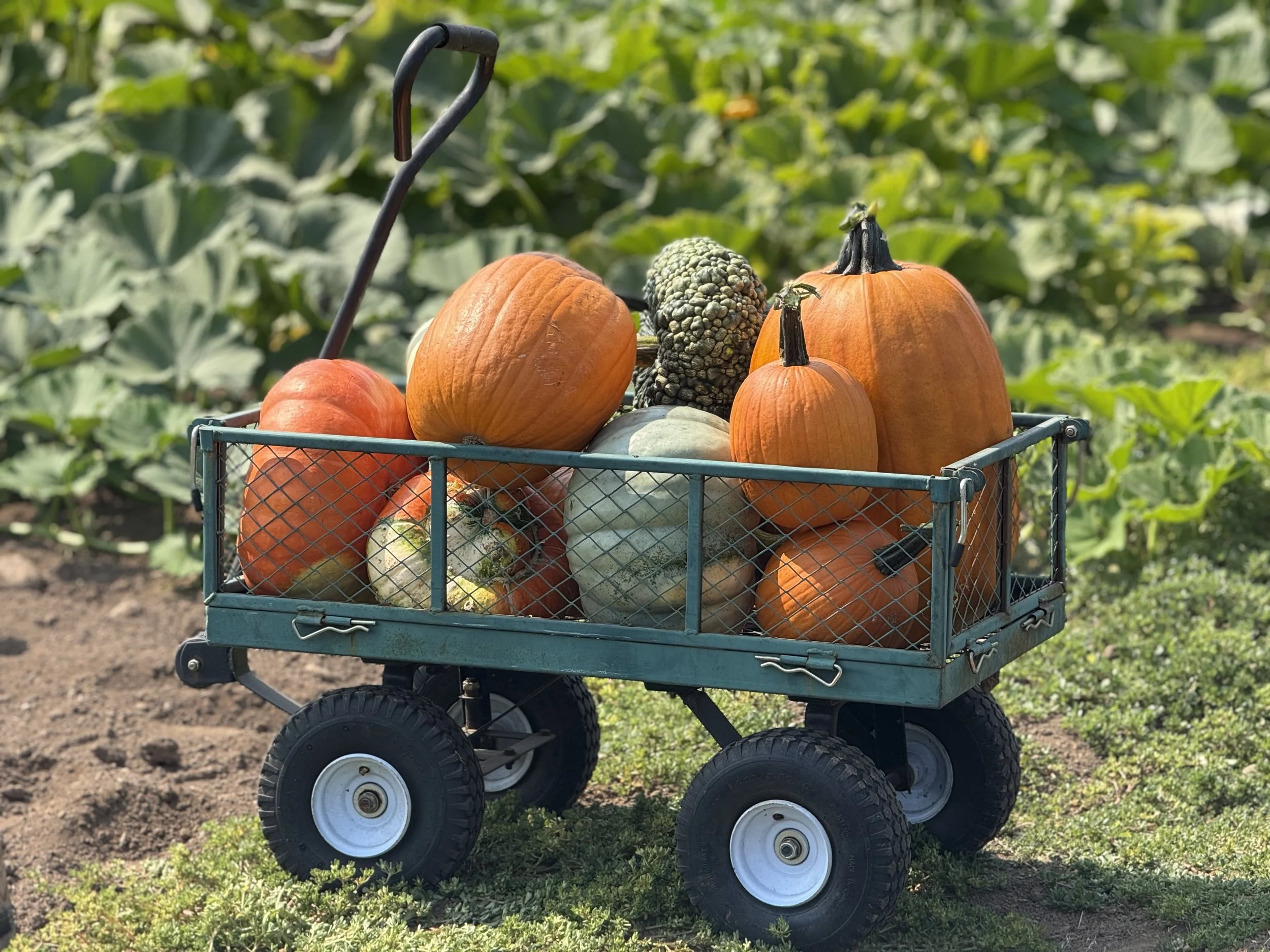 Pumpkin Cart 1.jpeg