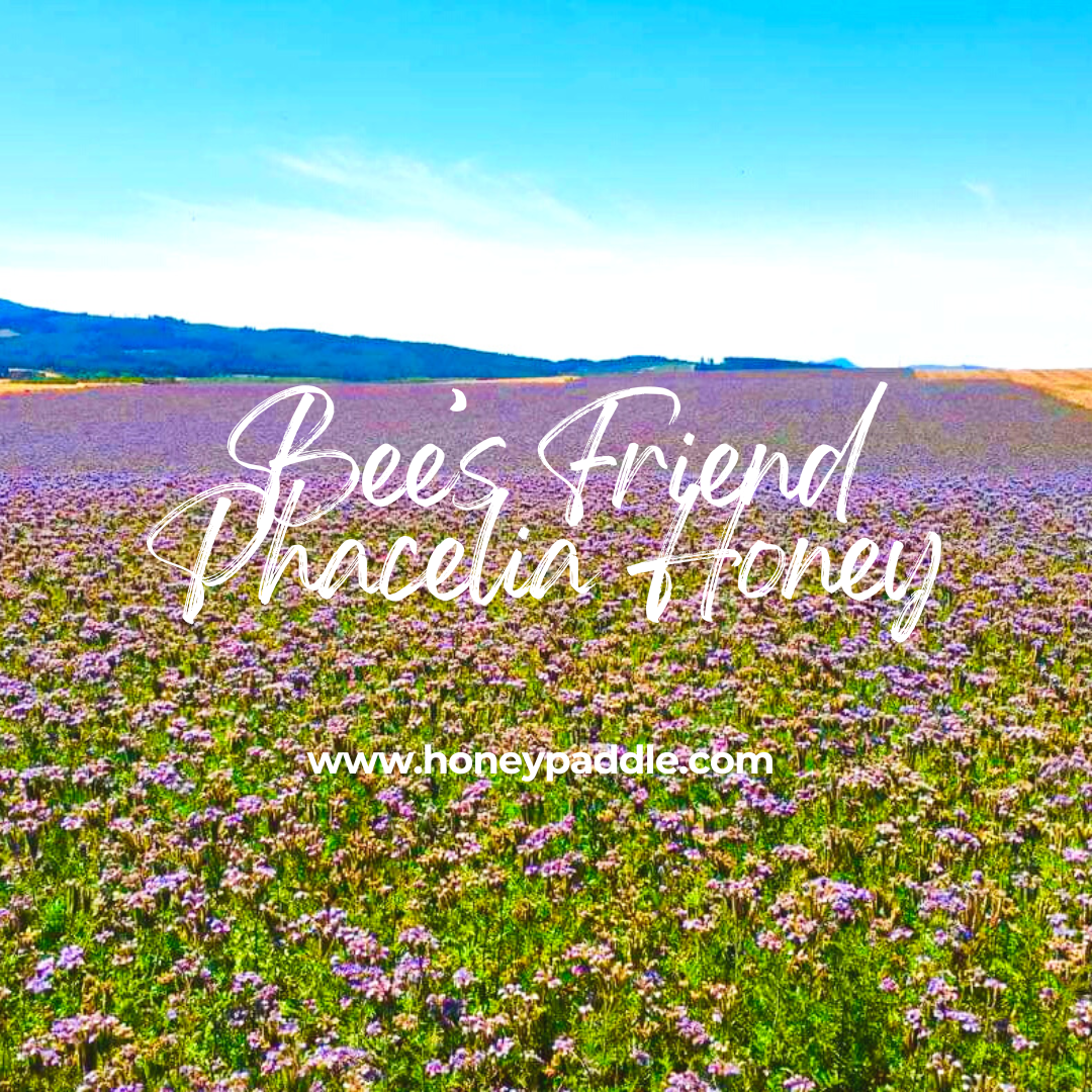 Phacelia Website Photo.png