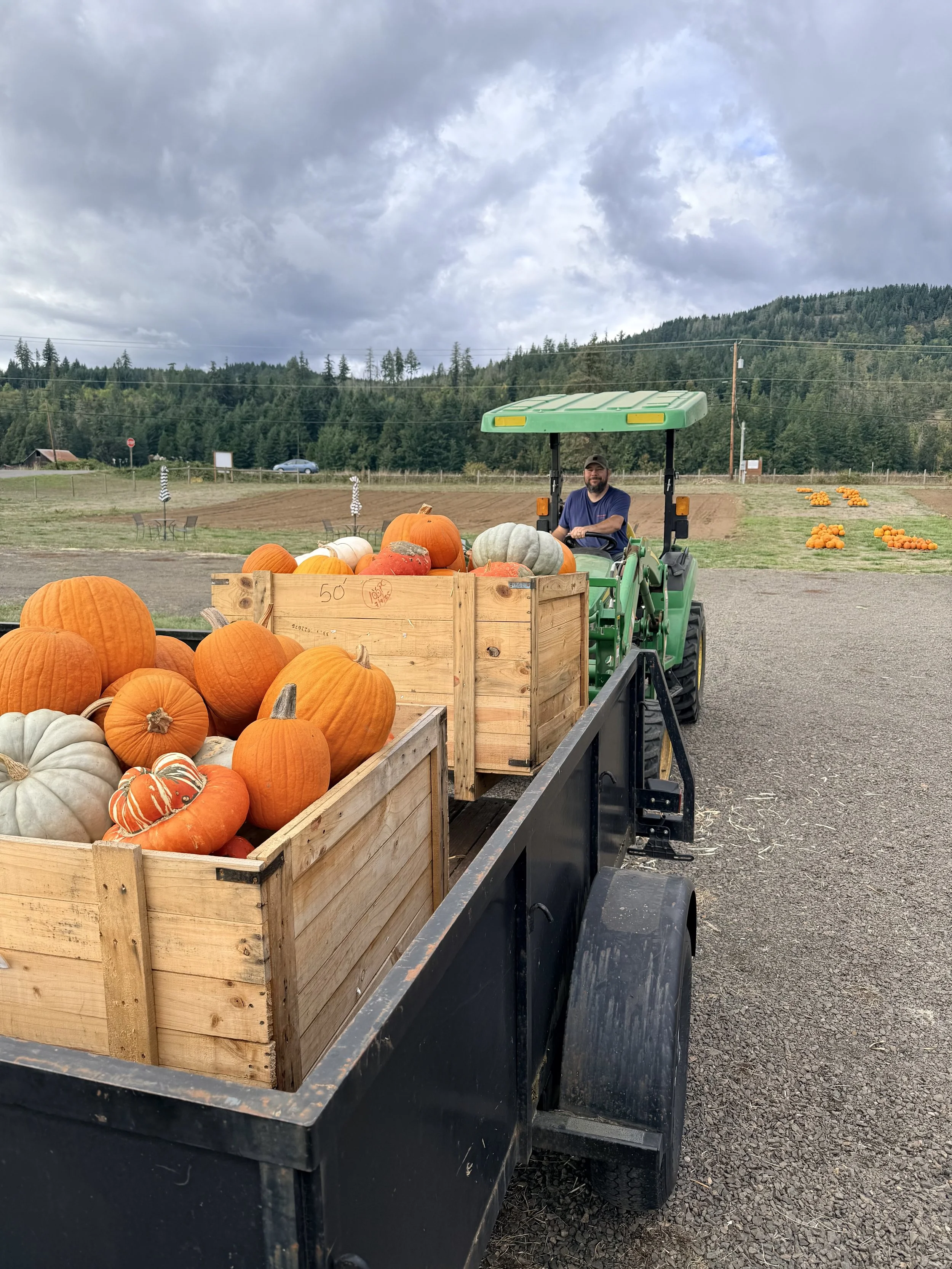 Pumpkin Displays.jpeg