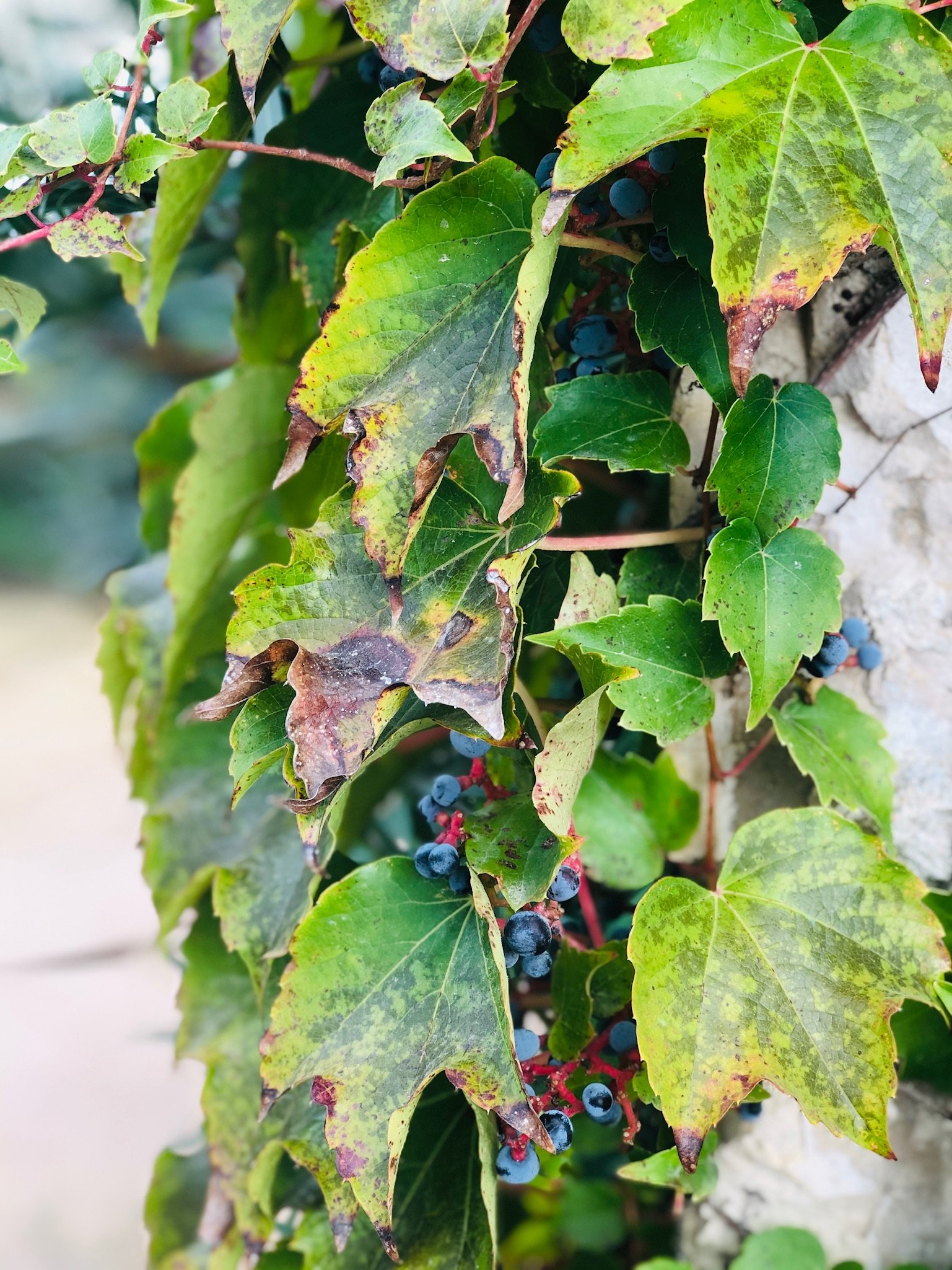 Vineyard Grapes.jpg