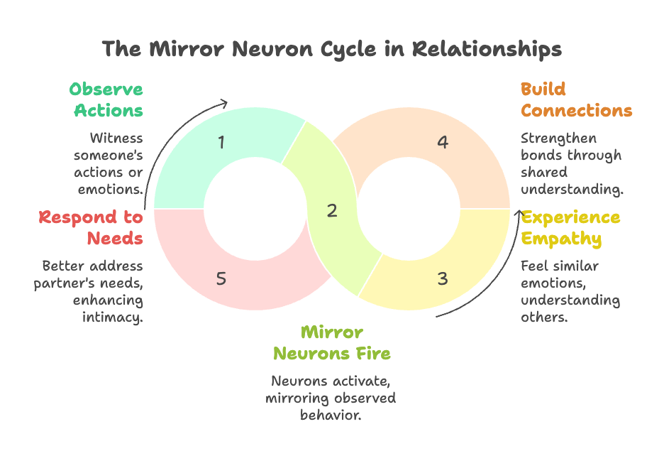 An infographic about the mirror neuron cycle in relationships.