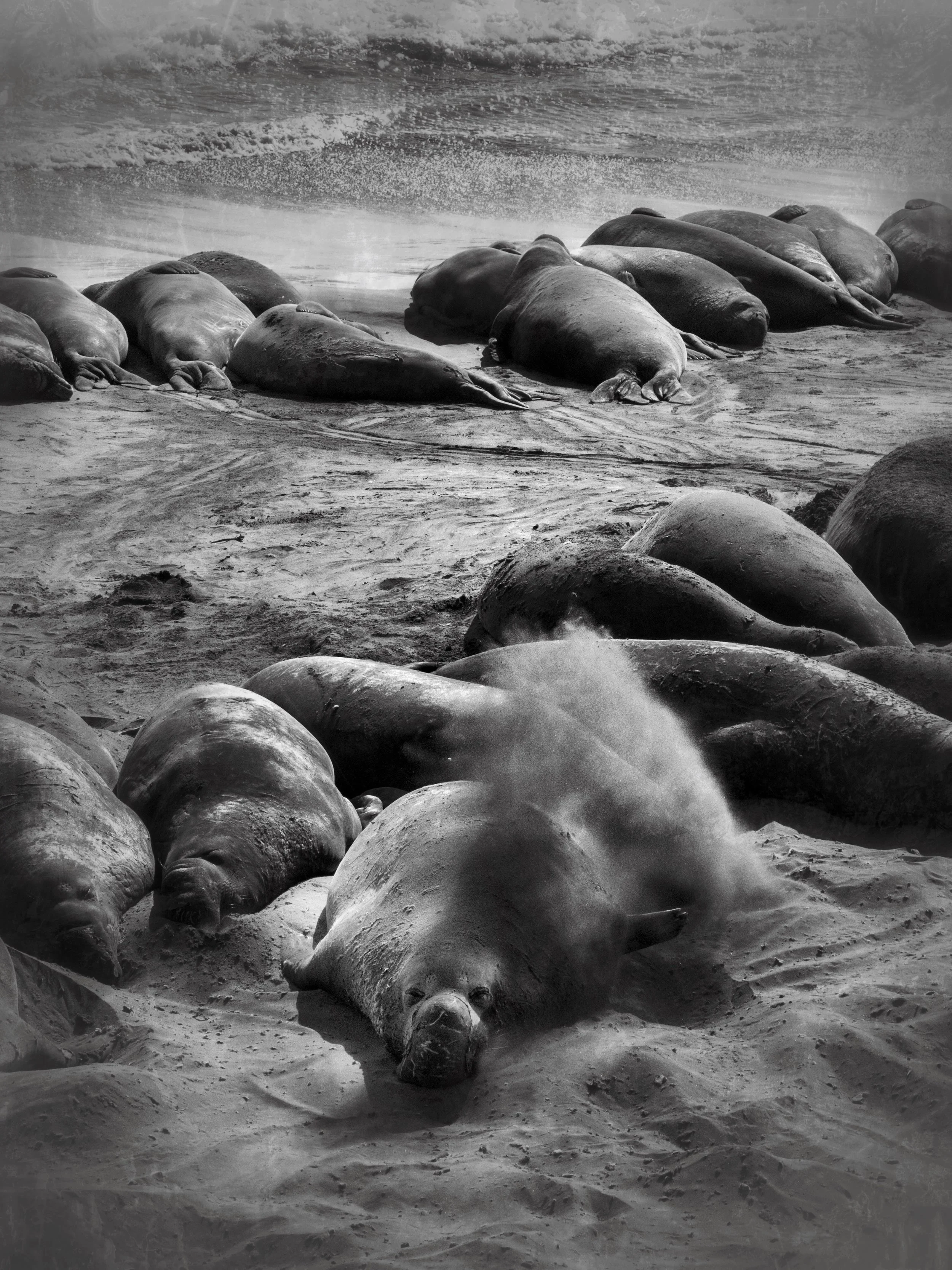 elephant seals.JPG