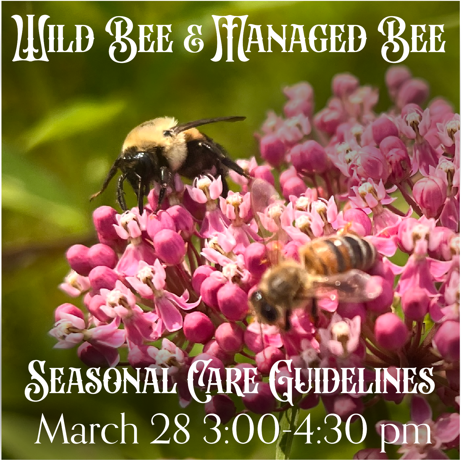 Wild Bee &amp; Managed Bee: Seasonal Care Guidelines
