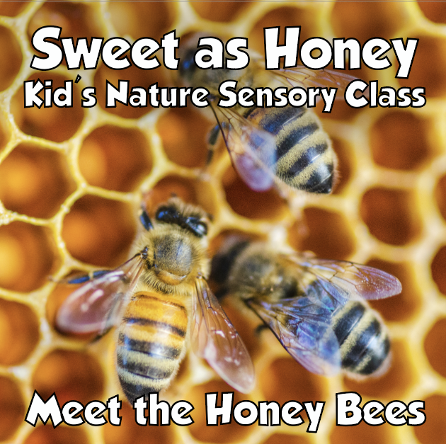 Kid’s Honey Bee Hive Tour 