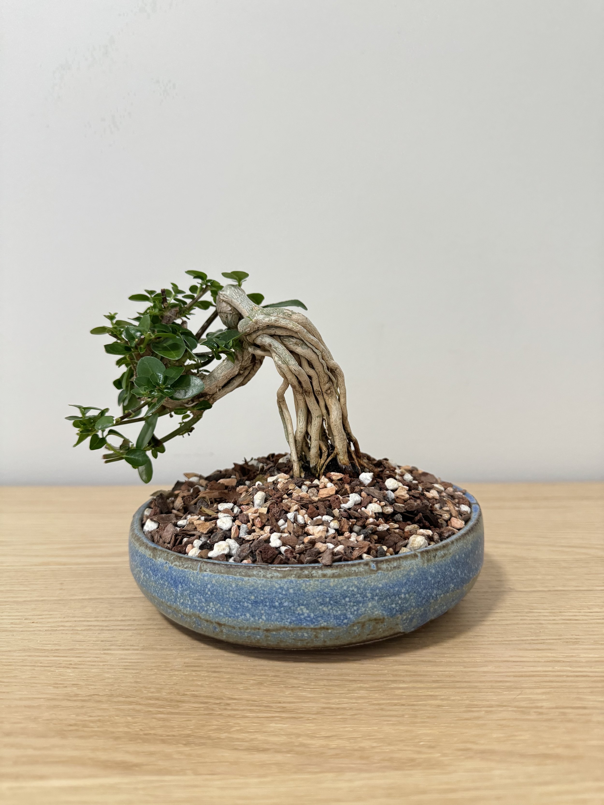 Premna in bonsai pot + soil