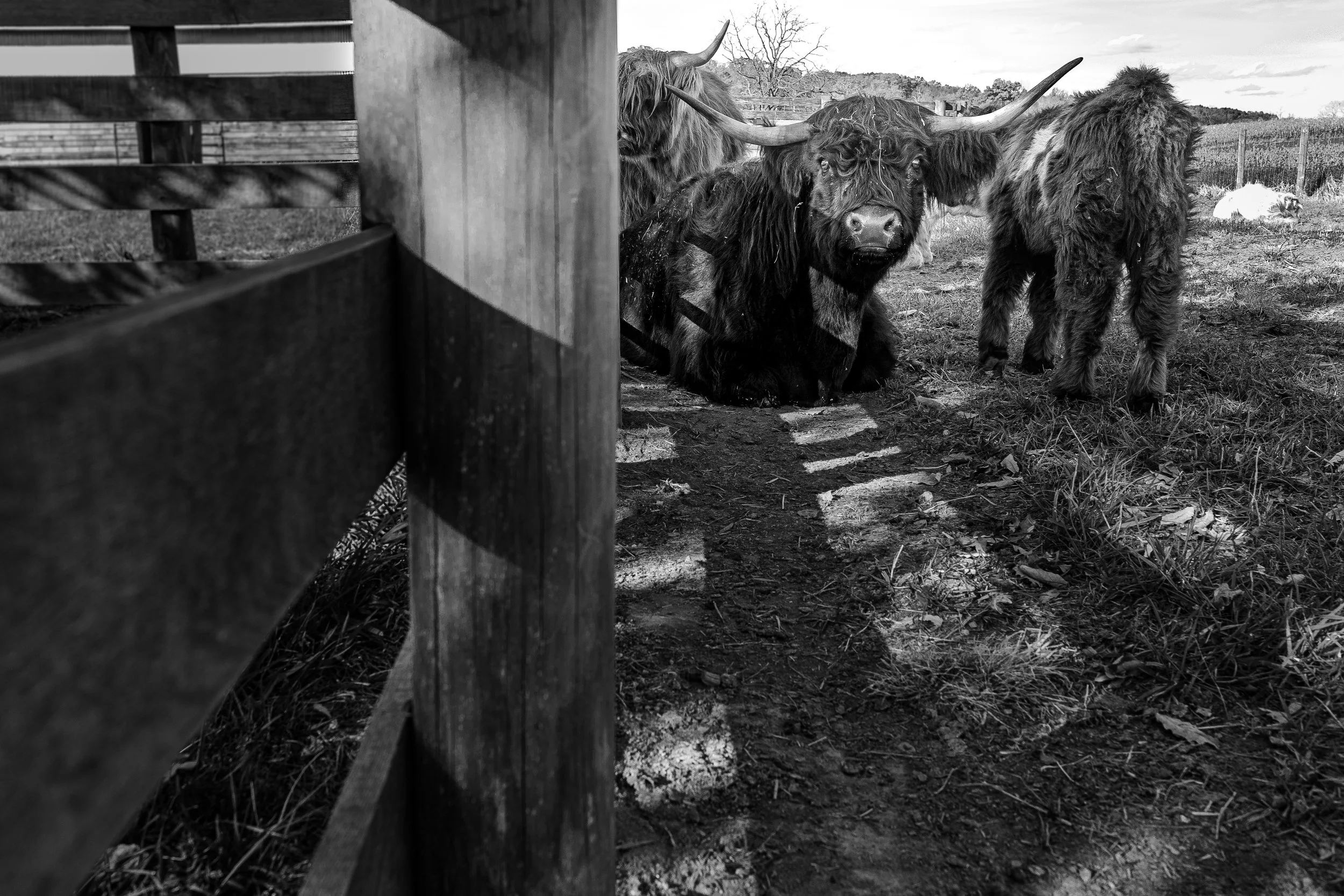 Group of Highland cattle resting near a wooden fence on a farm or field in black and white.