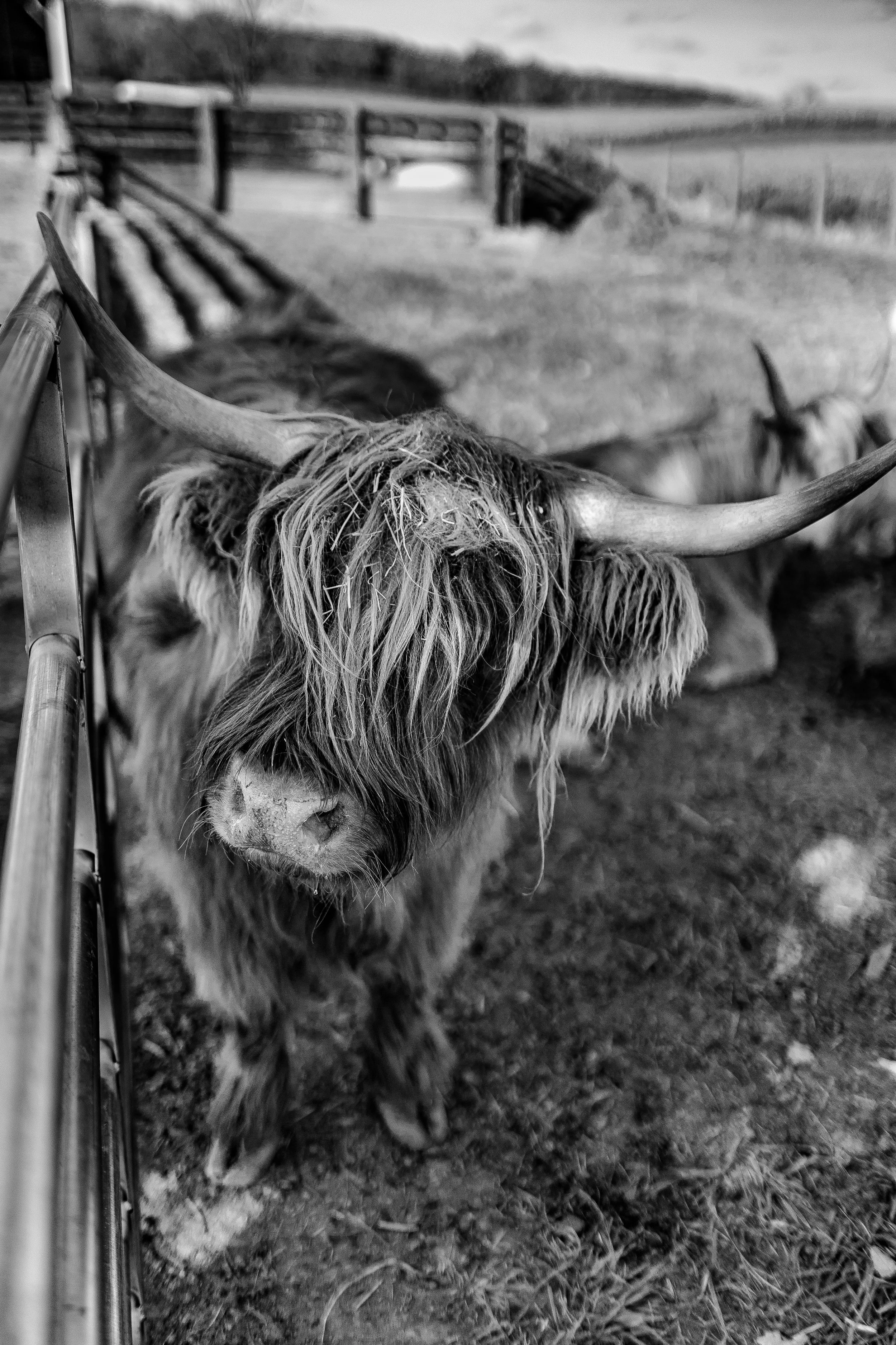 A black-and-white photo of a Highland cow with long hair and large horns standing behind a metal fence on a farm, with more cows in the background.