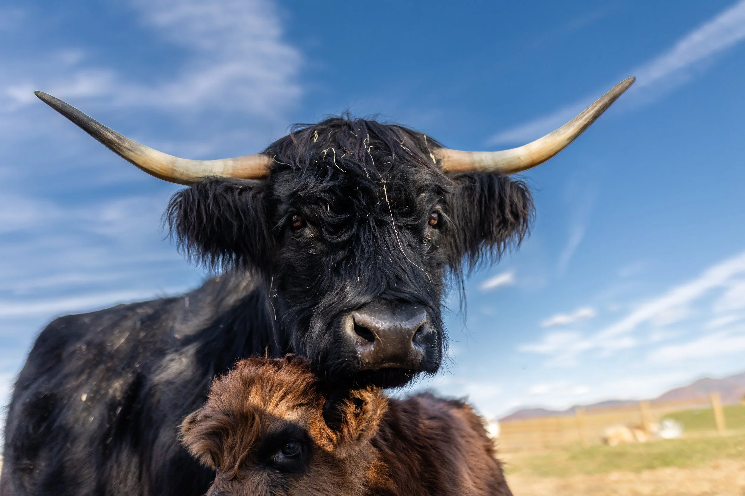 Close-up of a black Highland cow with large horns, with a brown calving resting beneath its chin, set against a blue sky with some clouds.