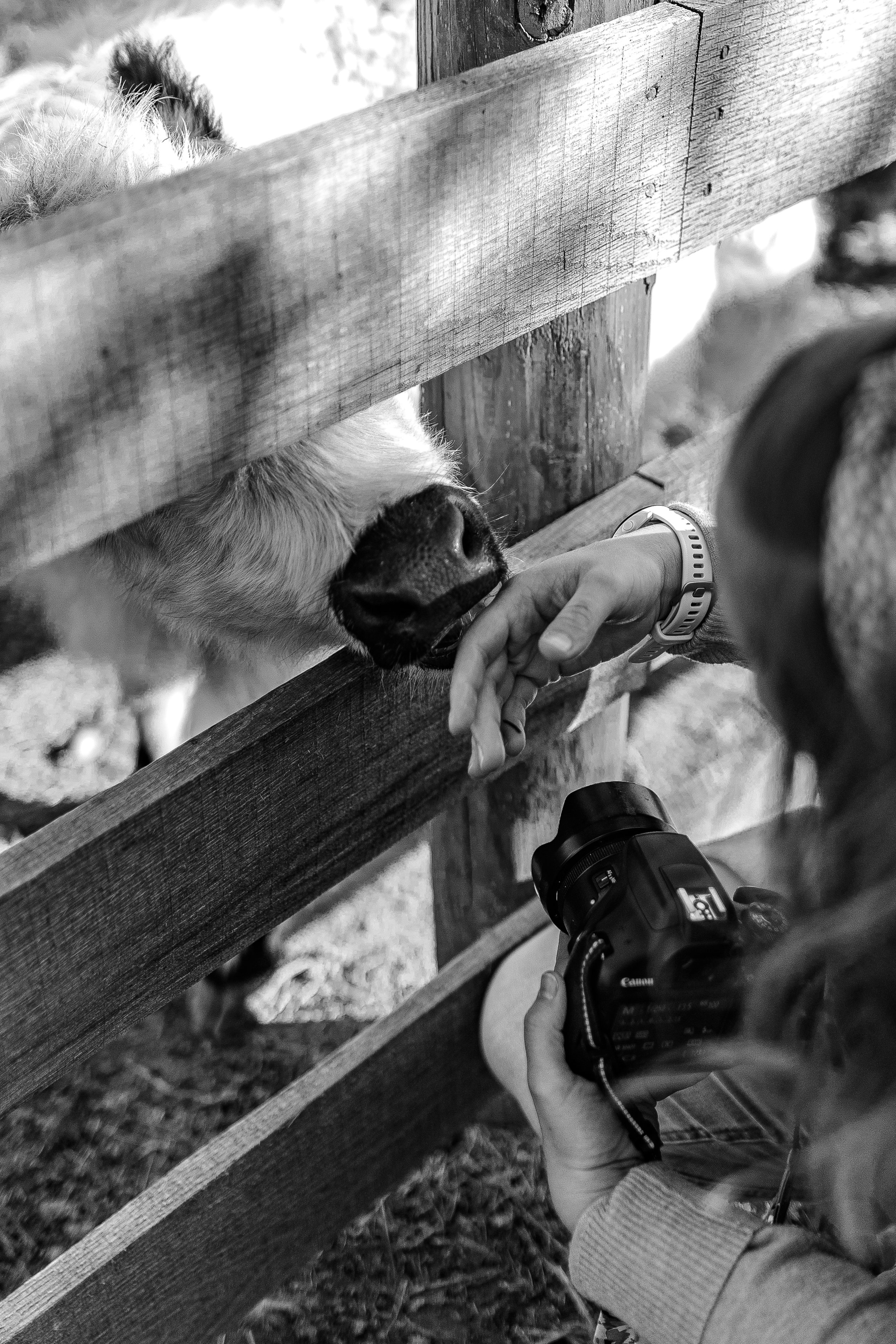 A person touching a dog’s nose through the wooden fence of a farm or petting zoo, with a camera in hand, in black and white.