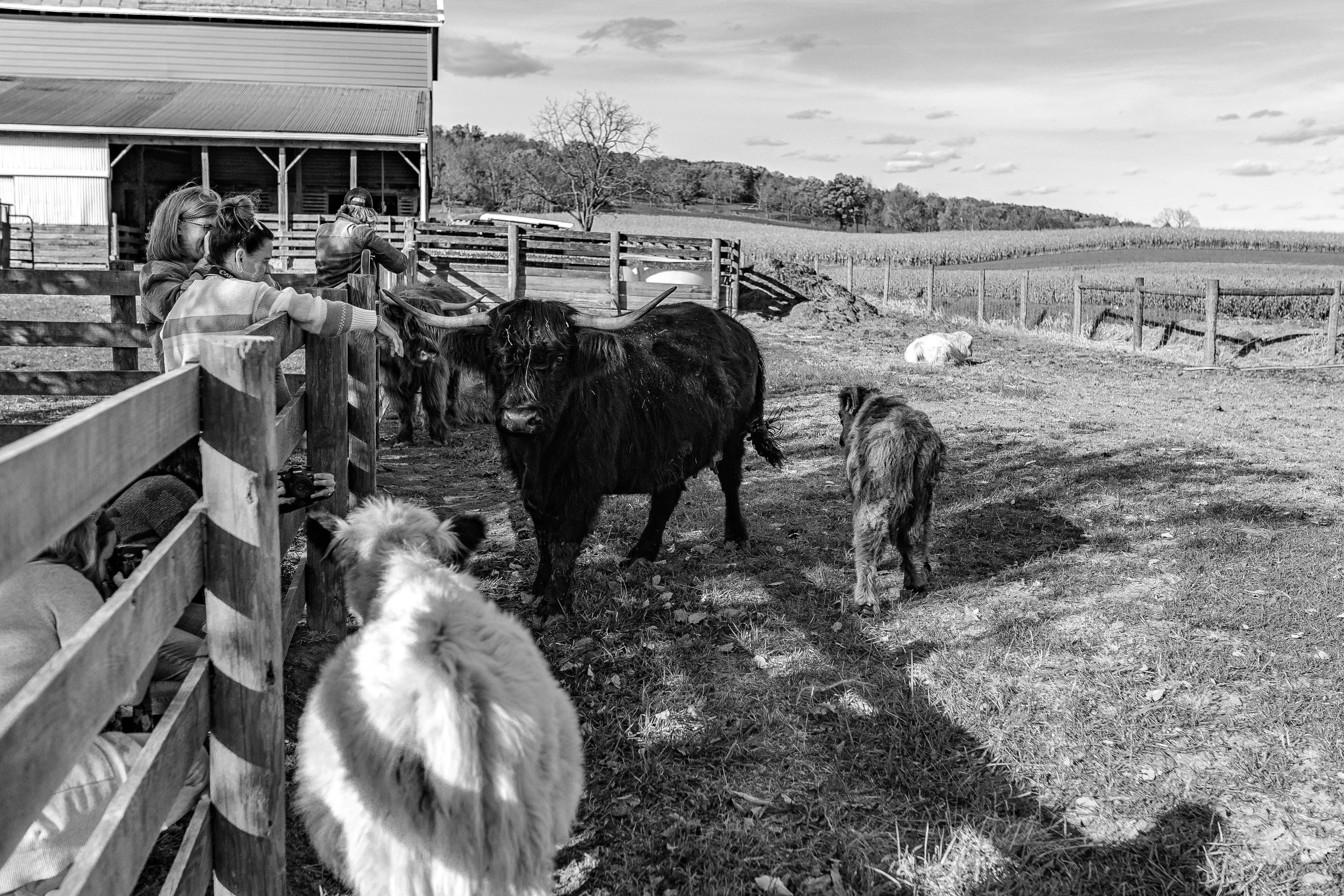 People interacting with cattle, sheep, and goats at a farm with fields and a barn in the background.